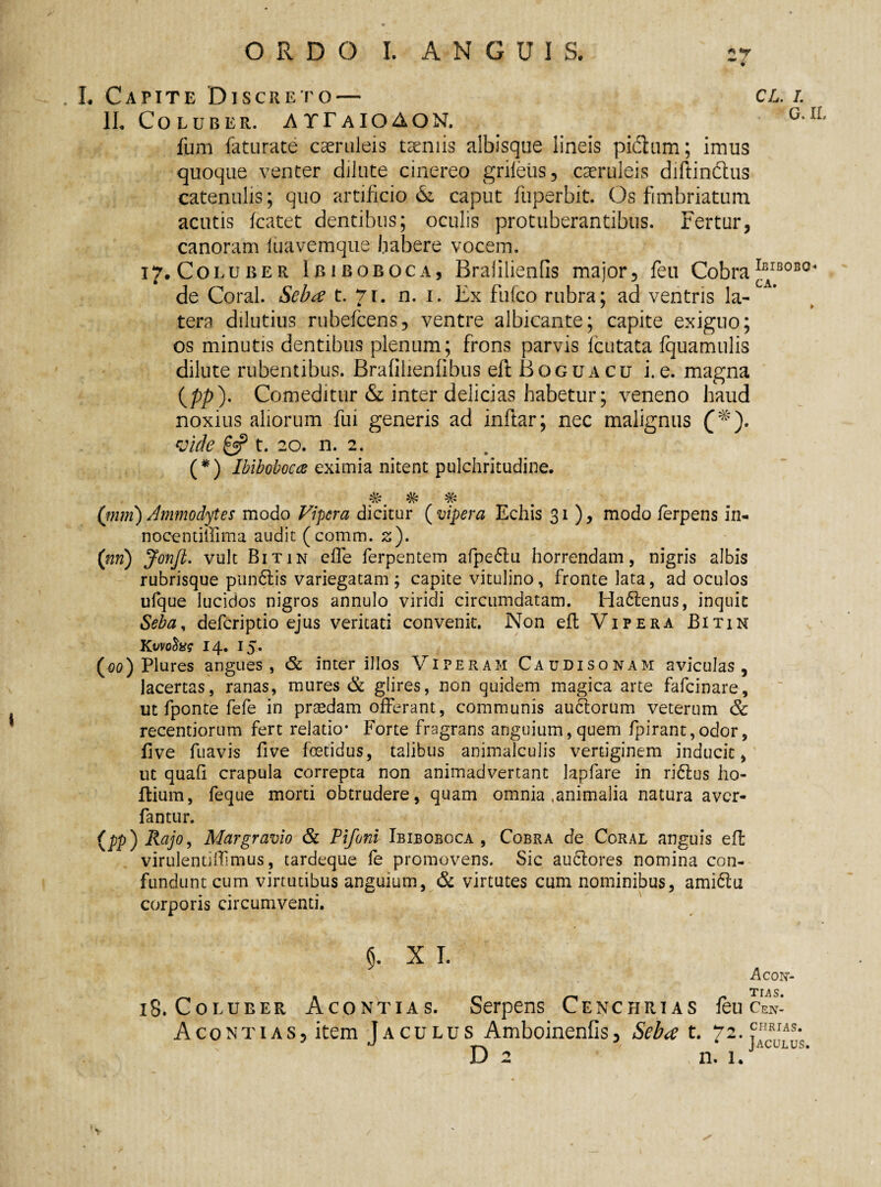 I. Capite Discreto— cl. i. II. Coluber. ATT a IO AON. GAl fum faturate caeruleis taeniis albisque lineis pi&iim; imus quoque venter dilute cinereo grifeus, caeruleis diftin&us catenulis; quo artificio & caput fuperbit, Os fimbriatum acutis fcatet dentibus; oculis protuberantibus. Fertur, canoram luavemque habere vocem. 17. Coluber Ibiboboca, Bralilienfis major, feu Cobra^IB0BG* de Coral. Seba t. 71. n. 1. Ex fufco rubra; ad ventris la¬ tera dilutius rubefcens, ventre albicante; capite exiguo; os minutis dentibus plenum; frons parvis fcutata fquamulis dilute rubentibus. Brafilienlibus eft Bqguacu i. e. magna (pp)- Comeditur & inter delicias habetur; veneno haud noxius aliorum fui generis ad inftar; nec malignus vide £5? t. 20. n. 2. (*) Ibibobocce eximia nitent pulchritudine. (mm) Ammodytes modo Vipera dicitur (vipera Echis 31 ), modo ferpens in- nocentiliima audit (comm. z). (nri) JonJl. vult Bitin effe ferpentem afpe&u horrendam, nigris albis rubrisque pundtis variegatam; capite vitulino, fronte lata, ad oculos ufque lucidos nigros annulo viridi circumdatam. Ha£tenus, inquit Seba, deferiptio ejus veritati convenit. Non eft Vipera Bitin Kvvoteg 14. 15. (vo) Plures angues, & inter illos Viperam Caudisonam aviculas , lacertas, ranas, mures & glires, non quidem magica arte fafeinare, ut fponte fefe in praedam offerant, communis auctorum veterum & recentiorum fert relatio* Forte fragrans anguium, quem fpirant,odor, Uve fuavis fi ve foetidus, talibus animalculis vertiginem inducit, ut quafl crapula correpta non animadvertant lapfare in ridlus ho- ftium, feque morti obtrudere, quam omnia .animalia natura aver- fantur. (pp)Rajo, Margravio & Pifoni Ibiboboca, Cobra de Coral anguis eft virulentiffmus, tardeque fe promovens. Sic auctores nomina con¬ fundunt cum virtutibus anguium, & virtutes cum nominibus, ami6tu corporis circumventi. 5. x T. Acoir- tia s 18. Coluber Acontias. Serpens Cenchrias feucEn- Acontias, item Jaculus Amboinenfis, Seba t. 72.^IRIAS- D 2 n. i.,A“