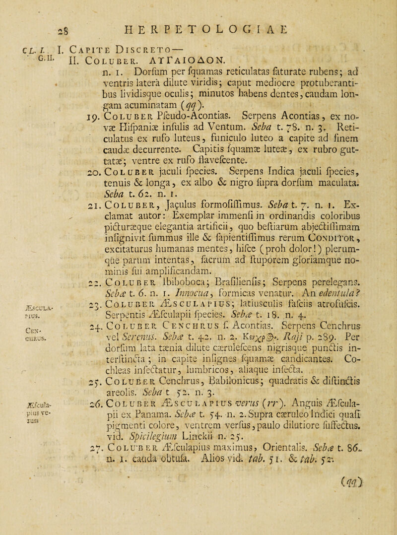 C L. I. I. ' G.II. JEscula** PIUS. Cen- GURUS. A£icu la¬ pitis ve* mst Capite Discreto — II. Coluber. ATFaioAON. n. i. Dorfum per fquamas reticulatas faturate rubens; ad ventris latera dilute viridis; caput mediocre protuberanti¬ bus lividisque oculis; minutos habens dentes,caudam lon¬ gam acuminatam ( qq ). 19. Coluber Pfeudo-Acontias. Serpens Acontias, ex no- vae Plifpanhe infulis ad Ventum. Seba t. 78. n. 3. Reti¬ culatus ex rufo luteus, funiculo luteo a capite ad finem caudae decurrente. Capitis fquamae lute£, ex rubro gut¬ tatae; ventre ex rufo Ilavefcente. 20. Coluber jaculi fpecies. Serpens Indica jaculi fpecies, tenuis & longa, ex albo & nigro fupra dorfum maculata. Seba t. 62. n. 1. 21. Coluber, Jaculus formofiffimus. Sebat. 7. n. 1. Ex- . clamat autor: Exemplar immenli in ordinandis coloribus pifturaeque elegantia artificii, quo belliarum abjeCiiffimam mlignivit fummus ille & fapientilfimus rerum Conditor, excitaturus humanas mentes, hifce (proh dolor!) plerum¬ que parum intentas, facrum ad ftuporem gloriamque no¬ minis fui amplificandam. az. Coluber Ibiboboca; Brafilieniis; Serpens perelegans. Sebc€t.6.n. r. Innocua, formicas venatur. An edentula? 23. Coluber ALs cula pius; lautiusculis fafciis atroftifcis. Serpentis /Efculapii fpecies. Sebet t. 18. n, 4. 24. Coluber Cenchrus f. Acontias. Serpens Cenchrus vel Serenus. Seba t. 42. n. 2. Ker^pjk Raji p. 289. Per dorfum lata tienia dilute ccernlefcens nigrisque punftis in- terftinifta ; in capite infignes fquamse candicantes. Co¬ chleas infectatur, lumbricos, aliaque infecta. 2). Coluber Cenchrus, Babilonicus; quadratis & diftindtis areolis. Seba t 5*2. n. 3. 26. Coluber i^scuLAPius verus (rr). Anguis /Efcula- pii ex Panama. Sebce t. 54. n. 2. Supra cseruleo Indici quali pigmenti colore, ventrem verfus, paulo dilutiore fuffe&us. vid. Spicilegium Linckii n. 250 27. Colu b e 11 Aufculapius maximus? Orientalis. Sebce t. 86~ n. 1. cauda obtufa. Alios vid^ tab. 51. &ttab. Ol<l)