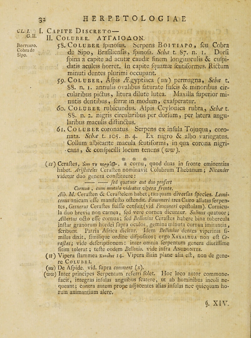 CL. I. I ■G. n. Boitiapo. Cobrade , S?po. Capite Discreto — II. Coluber. AYTaioAON. 58. Coluber ipmofus. Serpens Boitiapo, feu Cobra de Sipo, Brafilienfis 5 fpinofa. Seba t. 87. n. 1. Dorii fpina a capite ad acutae caudae finem longiusculis & cufpi- datis aculeis horret. In capite fauamae fcutiformes. Rictum minuti dentes plurimi occupant, yp. Coluber, Afpis Hvgyptiaca (uu) permagna, Seba t. 88. n. 1. annulis ovalibus faturate fiifcis & minoribus cir¬ cularibus pidius, litura dilute lutea. Maxilla fuperior mi¬ nutis dentibus5 ferrae in modum, exafperatiir. 60. Coluber rubicundus. Alpis Ceylonica rubra5 Seba t 88. n. 2. nigris circularibus per dorfum3 per latera angu¬ laribus maculis dillindm 61. Coluber coronatus. Serpens ex infula Tojuqua, coro¬ nata. Seba t. ioy. n. 4. Ex nigro & albo variegatus. Collum albicante macula fcutiformi, in qua corona nigri- •cans5 & confpicilli locum tenens (ww). # # % (w) Ceraftes, SWr a cornu, quod duas in fronte eminentias habet. Arifloteles Ceraften nominavit Colubrum Thebanum; Nicander videtur duo genera conftituere: - -fed quatuor aut duo profert Cornua , cum mutila videatur vipera fronte. Alh.M. Ceraften & Ceraftetem habet, tau quam diverfas fpecies. Leoni- cenus Unicam e fle manifefto oftendit. Fauconeri tresCairo allatas ferpen- tes, Gesnerus Ceraftes fuifte cenfuitgvid. Fauconeri epiftolam). Cornicu¬ la duo brevia non carnea, fed vere cornea dicuntur. Solinus quatuor; Albertus 06I0 e fle cornua; fed Bellonius Ceraftes habere bina tubercula inftar granorum hordei fupra oculos, gemina minuta cornua imitantia, fcribunt. Patria Africa dicitur. Idem Bellonius dentes viperinis fi- miles dixit, fimilique ordine difpofitos; ergo Xaxalhua non eft Ce¬ raftes; vide defcriptionem: inter omnia ferpentum genera diutiffime fitim tolerat; tefte eodem Bellonio. vide infra Anodontes. (w) Vipera flammea Kmfc? 14. Vipera Bitin plane alia eft, non de gene¬ re Colubri. (uu) De Afpide. vid. fupra comment (v). (ww) Inter principes Serpentum referri folet. Hoc loco autor commone¬ facit, integras infulas anguibus fcatere, ut ab hominibus incoli ne¬ queant; contra autem prope adjacentes alias infulas nec quicquam ho¬ rum animantium alere»