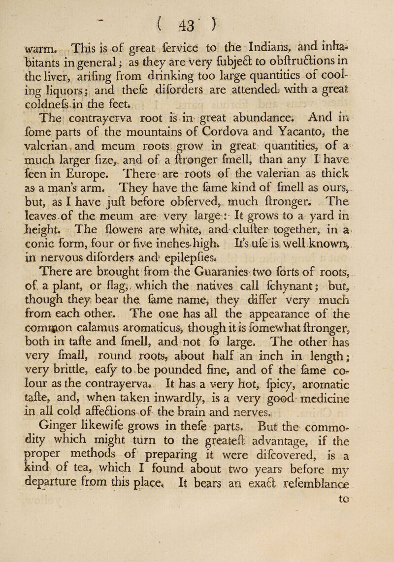 warm. This is of great fervice to the Indians, and inha¬ bitants in general; as they are very fubje£t to obftrudtions in the liver, arifing from drinking too large quantities of cool¬ ing liquors; and thefe diforders are attended; with a great coldnels in the feet. The contrayerva root is in great abundance. And in feme parts of the mountains of Cordova and Yacanto, the valerian and meum roots grow in great quantities, of a much larger fize, and of a ftronger fmell, than any I have feen in Europe. There are roots of the valerian as thick as a mans arm. They have the fame kind of fmell as ours, but, as I have juft before obferved, much ftronger. The leaves of the meum are very large : It grows to a yard in height. The flowers are white, and clufter together, in a conic form, four or five inches-high. Its ufe is well known,, in nervous diforders and1 epilepfies. There are brought from the Guaranies two forts of roots, of. a plant, or flag*. which the natives call fchynant; but, though they bear the fame name, they differ very much from each other. The one has all the appearance of the common calamus aromaticus* though it is fomewhat ftronger, both in tafte and fmell, and not fo large. The other has very fmall, round roots, about half an inch in lengthj very brittle, ealy to be pounded fine, and of the lame co¬ lour as the contrayerva. It has a very hot, ipicy, aromatic tafte, and, when taken inwardly, is a very good medicine in all cold affefHons of the brain and nerves. Ginger likewife grows in thefe parts. But the commo¬ dity which might turn to the greateft advantage, if the proper methods of preparing it were difcovered, is a kind of tea, which I found about two years before my departure from this place. It bears an exa6t refemblance to