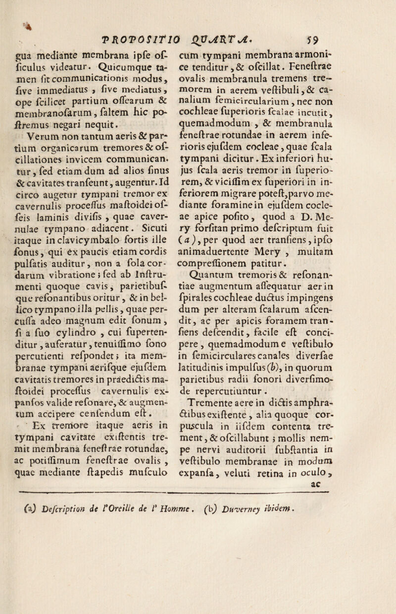 gua mediante membrana ipfe of- ficulus videatur. Quicumque ta¬ men fit communicationis modus, five immediatus , five mediatus, ope fcilicet partium oflearum & membranofarum, faltem hic po¬ liremus negari nequit. Verum non tantum aeris par¬ tium organicarum tremores &of- cillationes invicem communican. tur,fed etiam dum ad alios finus & cavitates tranfeunt, augentur. Id circo augetur tympani tremor ex cavernulis procelTus maftoidei of- leis laminis divihs , quae caver¬ nulae tympano adiacenc. Sicuti itaque in clavicymbalo fortis ille Ibnus, qui ex paucis etiam cordis pulfatis auditur, non a folacor¬ darum vibratione } fed ab Inftru- menti quoque cavis, parietibuf^ que refonantibus oritur, & in bel¬ lico tympano illa pellis, quae per- cuffa adeo magnum edit fonum, fi a fuo cylindro , cui fuperten- ditur , auferatur ,tenuilfimo fono percutient! refpondet» ita mem¬ branae tympani aerifque ejufdem cavitatis tremores in praedidis ma¬ ftoidei procefliis cavernulis ex- panfos valide refonare, & augmen¬ tum accipere cenfendum eft. ' ‘ Ex tremore itaque aeris in tympani cavitate exiftentis tre¬ mit membrana feneftrae rotundae, ac potlllimum feneftrae ovalis , quae mediante ftapedis mufculo cum tympani membrana armoni- ce tenditur,& ofcillat. Feneftrae ovalis membranula tremens tre¬ morem in aerem veftibuli,& ca¬ nalium lemicircularium, nec non cochleae fuperioris fcalae incutit, quemadmodum , & membranula feneftrae rotundae in aerem infe¬ rioris ejufdem cocleae, quae fcala tympani dicitur. Ex inferiori hu¬ jus fcala aeris tremor in fuperio- rem, & vicillim ex fuperiori in in¬ feriorem migrare poteft,parvo me¬ diante foraminein ejufdem cocle¬ ae apice pofito, quod a D. Me- ry forfitan primo defcriptum fuit ( ^ , per quod aer tranfiens, ipfo animaduertente Mery , multam comprellionem patitur. Quantum tremoris & refonan- tiae augmentum aflequatur aer in fpirales cochleae du(ftus impingens dum per alteram fcalarum afcen- dit, ac per apicis foramem tran¬ fiens defcendit, facile eft conci¬ pere , quemadmodum e veftibulo in femicirculares canales diverfae latitudinis impulfus(l?), in quorum parietibus radii fonori diverfimo- de repercutiuntur. Tremente aere in didis amphra- dibusexiftente , alia quoque cor¬ puscula in iifdem contenta tre¬ ment, &ofcillabunt j mollis nem- pe nervi auditorii fubftantia in veftibulo membranae in modum expanfa, veluti retina in oculo ^ ac (aj Defcviption de rOreille de Howme. (h) Duverney fbrdetn.