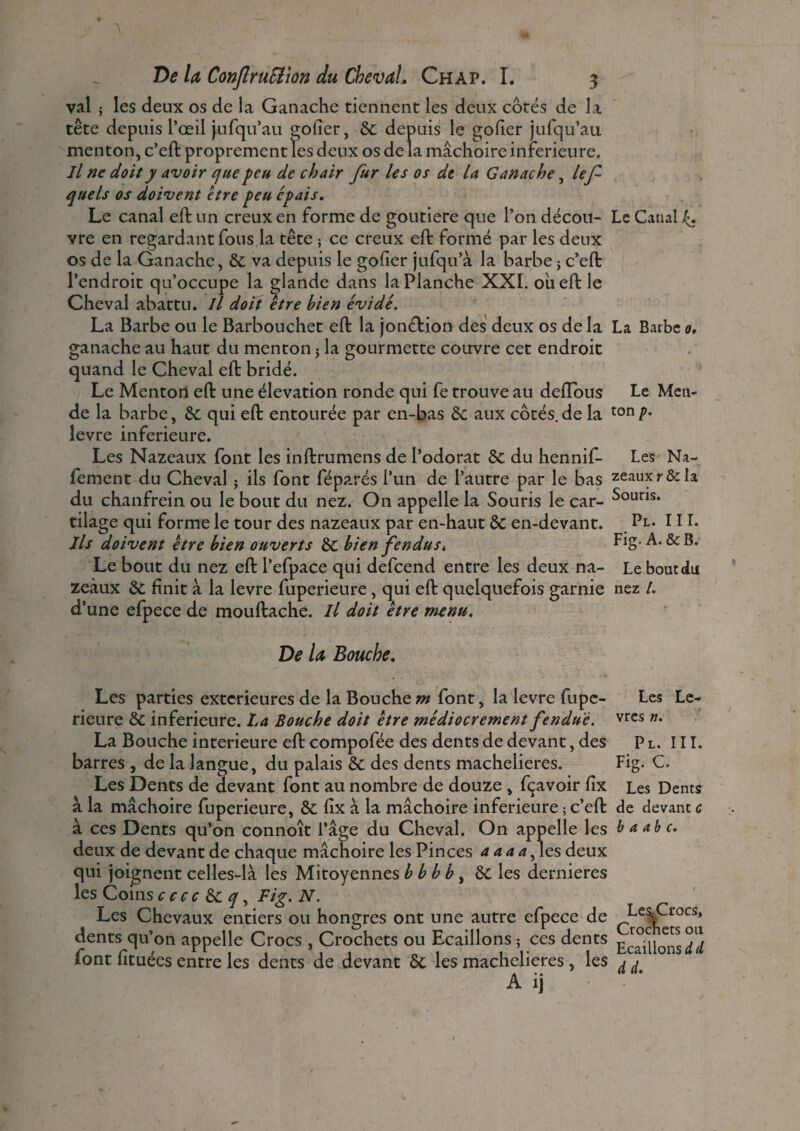 val ; les deux os de la Ganache tiennent les deux côtés de la tête depuis l’œil jufqu’au golîer, 6c depuis le goder jufqu’ati menton, c’eft proprement les deux os de la mâchoire inferieure. Il ne doit y avoir que peu de chair fur les os dt la Ganache, lef quels os doivent être peu épais. Le canal eft un creux en forme de goutiere que l’on décou- Le Canal k, vre en regardant fous la tête ; ce creux eft formé par les deux os de la Ganache, 6c va depuis le goder jufqu’à la barbe •> c’eft l’endroit qu’occupe la glande dans la Planche XXI. ou eft le Cheval abattu. Il doit être bien évidé. La Barbe ou le Barbouchet eft la jon&ion des deux os de la La Barbe 0, ganache au haut du menton 5 la gourmette couvre cet endroit quand le Cheval eft bridé. Le Menton eft une élévation ronde qui fe trouve au defïbus Le Men¬ de la barbe, 6c qui eft entourée par en-bas 6c aux côtés, de la ton P* levre inferieure. Les Nazeaux font les inftrumens de l’odorat 6c du hennif- Les Na- fement du Cheval ; ils font féparés l’un de l’autre par le bas zeauxr&la du chanfrein ou le bout du nez. On appelle la Souris le car- Souris, tilage qui forme le tour des nazeaux par en-haut 6c en-devant. Pr. III. Ils doivent être bien ouverts 6c bien fendust Fig. A. & B. Le bout du nez eft l’efpace qui defeend entre les deux na- Le bouc du zeàux 6c finit à la levre fuperieure, qui eft quelquefois garnie nez /. d’une efpece de mouftache. Il doit être menu. De la Bouche. Les parties extérieures de la Bouchem font, la levre fupe- Les Le- rieure 6c inferieure. La Bouche doit être médiocrement fendue. vrcs w- La Bouche intérieure eft compofée des dents de devant, des P l. III. barres , de la langue, du palais 6c des dents machelieres. Fig. C. Les Dents de devant font au nombre de douze , fçavoir fix Les Dents à la mâchoire fuperieure, 6c fix à la mâchoire inferieure ; c’eft de devant c à ces Dents qu’on connoit l’âge du Cheval. On appelle les b a abc. deux de devant de chaque mâchoire les Pinces a a a a, les deux qui joignent celles-là les Mitoyennes b b b b, 6c les dernieres les Coins c ccc q, Fig. N. Les Chevaux entiers ou hongres ont une autre efpece de Les,Crocs, dents qu’on appelle Crocs , Crochets ou Ecaillons ; ces dents £^1^522 font fituées entre les dents de devant 6c les machelieres , les ^ ^