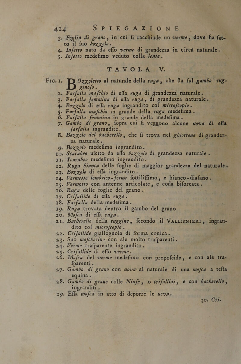 3. Foglia di grano, in cui A racchiude un verme, dove ha fat¬ to il fuo bozzolo. 4. Infetto nato da effo verme di grandezza in circa naturale. 5. lnjetto medefimo veduto colla lente. TAVOLA V. Fig. 1. T3 Ozjgoletto al naturale della ruga, che Ila fui gambo rug~ li ginofo . 2. Farfalla mafchio di ella ruga di grandezza naturale. 3. Farfalla femmina di effa ruga, di grandezza naturale. 4. Bozzolo di ella ruga ingrandito col microfcopio. 5. Farfalla mafchio in grande della ruga medefima . 6. Farfalla fpmminn in grande della medefima . 7. Gambo di grano, fopra cui fi veggono alcune uova di effa farfalla ingrandite. 8. Bovolo del bacherello, che fi trova nel ghiottone di grandez¬ za naturale. 9. Bozzolo medefimo ingrandito. 10. Scarabeo ufcito da elio bozzolo di grandezza naturale . 11. Scarabeo medefimo ingrandito. 12. Ruga bianca delle foghe di maggior grandezza del naturale. 13. Bozzolo di effa ingrandito. 14. Permetto lombrico - forme fottililfimo, e bianco - diafano . 15. Permetto con antenne articolate, e coda biforcata. 16. Ruga delle foglie del grano . 17. Crifallide di effa ruga . 18. Farfalla della medefima . 19. Ruga trovata dentro il gambo del grano 20. Mofca di effa ruga. 21. Bacherello della ruggine, fecondo il Vallisnieri , ingran¬ dito col microfcopio . 22. Crifallide giallognola di forma conica. 23. Suo mofeberino con ale molto trafparenti. 24. Penne trafparente ingrandito. 25. Crifallide di effo verme. 26. Mofca del verme medefimo con propofeide, e con ale tra¬ fparenti . 27. Gambo di grano con uova al naturale di una mofca a teffa equina . 28. Gambo di grano colle Ninfe, o crifallidi, e con bacherello, ingranditi . 29. Effa mofca in atto di deporre le uova. 30. Cri-