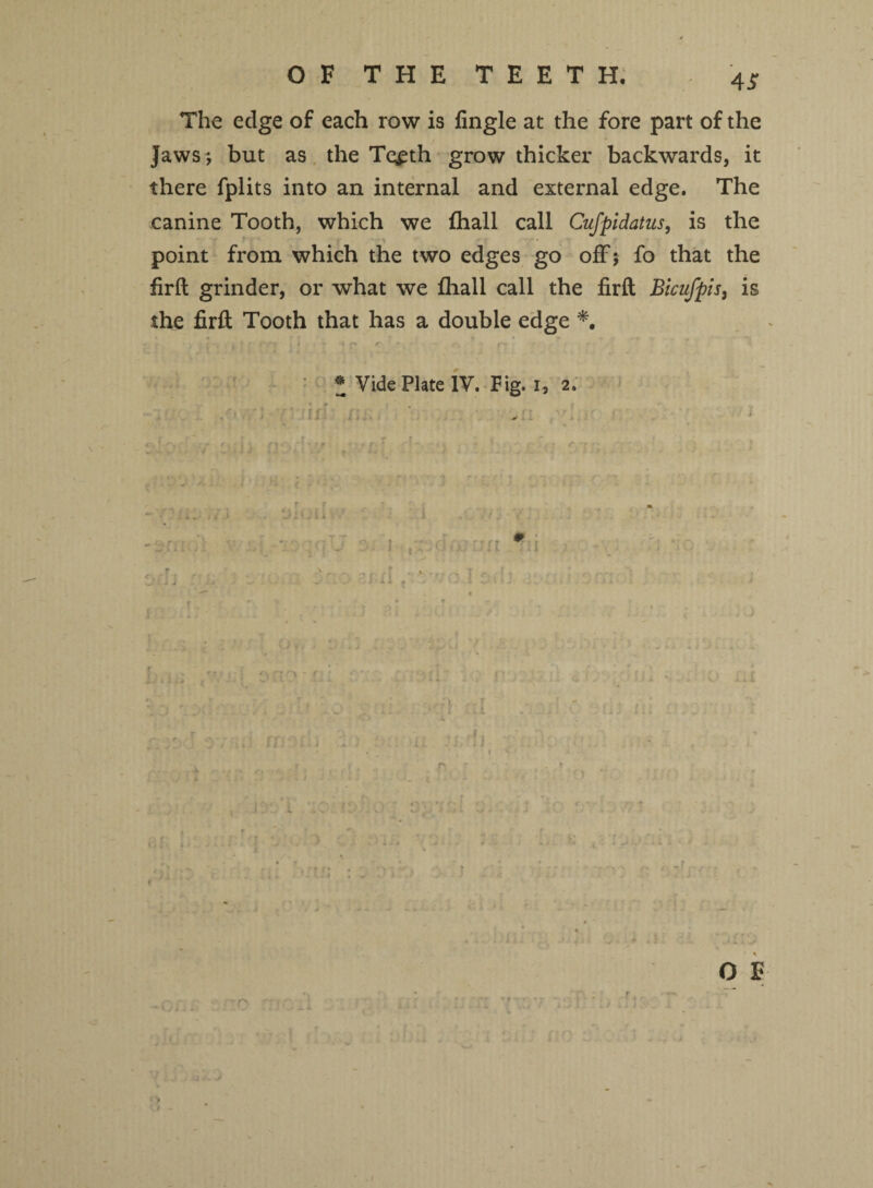 The edge of each row is fingle at the fore part of the Jaws; but as the Te£th grow thicker backwards, it there fplits into an internal and external edge. The canine Tooth, which we (hall call Cufpidatus, is the point from which the two edges go off; fo that the firft grinder, or what we lhall call the firft Bicufpis, is the firft Tooth that has a double edge *. • Vide Plate IV. Fig. 1, 2. ^}}{J [ 4 ■ O E «>