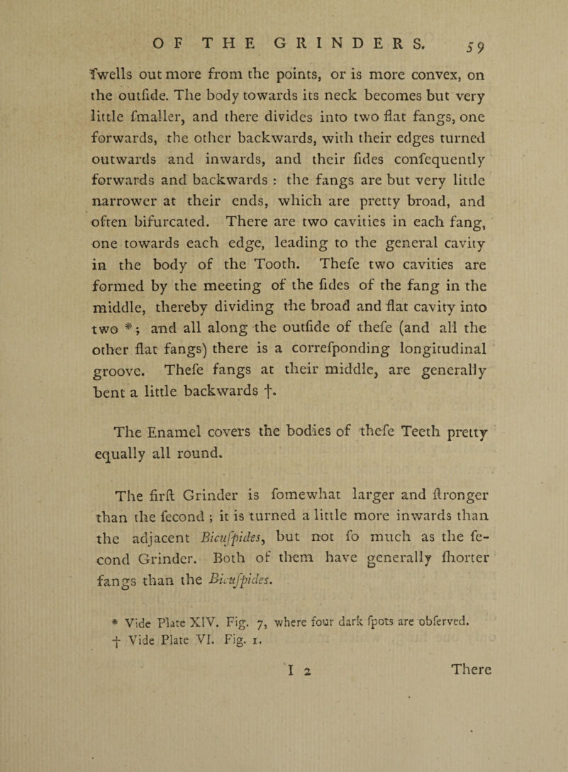 fiwells out more from the points, or is more convex, on the outfide. The body towards its neck becomes but very little fmaller, and there divides into two fiat fangs, one forwards, the other backwards, with their edges turned outwards and inwards, and their Tides confequently forwards and backwards : the fangs are but very little narrower at their ends, which are pretty broad, and often bifurcated. There are two cavities in each fang, one towards each edge, leading to the general cavity in the body of the Tooth. Thefe two cavities are formed by the meeting of the Tides of the fang in the middle, thereby dividing the broad and flat cavity into two *•; and all along the outfide of thefe (and all the other flat fangs) there is a correfponding longitudinal groove. Thefe fangs at their middle, are generally bent a little backwards f. The Enamel covers the bodies of thefe Teeth pretty equally all round. The fir A Grinder is fomewhat larger and Aronger than the fecond ; it is turned a little more inwards than the adjacent Bicufpides, but not fo much as the fe¬ cond Grinder. Both of them have generally fhorter fangs than the Bicufpides. * Vide Plate XIV. Fig. 7, where four dark fpots are obferved. q Vide Plate VI. Fig. 1. T 2 There