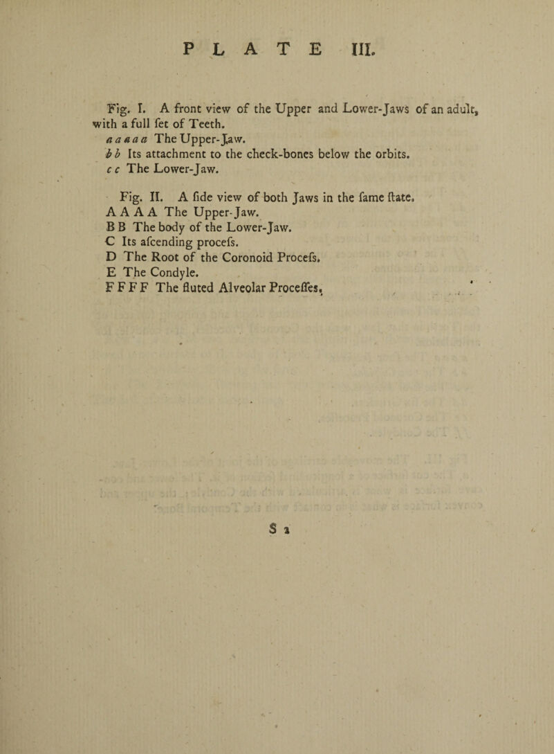 N Fig. I. A front view of the Upper and Lower-Jaws of an adult, with a full fet of Teeth. a a a a a The Upper-Jaw. bb Its attachment to the check-bones below the orbits. cc The Lower-Jaw. V. Fig. II. A fide view of both Jaws in the fame ftate* AAA A The Upper-Jaw. B B The body of the Lower-Jaw. C Its afcending procefs. D The Root of the Coronoid Procefs. E The Condyle. F F F F The fluted Alveolar Procefles, S a