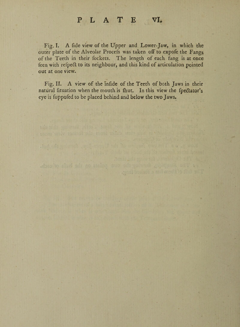 Fig. I. A fide view of the Upper and Lower-Jaw, in which the outer plate of the Alveolar Procefs was taken off to expofe the Fangs of the Teeth in their fockets. The length of each fang is at once leen with refped to its neighbour, and this kind of articulation pointed out at one view. Fig. II. A view of the infide of the Teeth of both Jaws in their natural fituation when the mouth is (hut. In this view the fpe&ator’s eye is fuppofed to be placed behind and below the two Jaws.