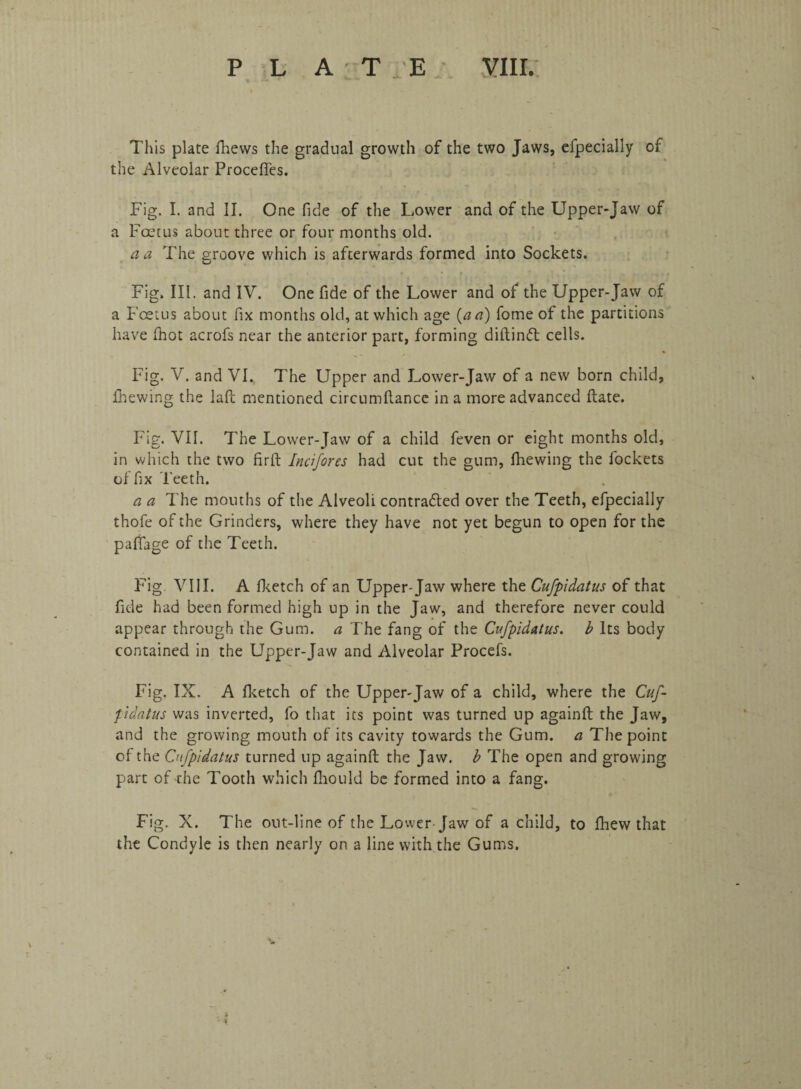 This plate fhews the gradual growth of the two Jaws, efpecially of the Alveolar Procefles. Fig. I. and II. One fide of the Lower and of the Upper-Jaw of a Foetus about three or four months old. a a The groove which is afterwards formed into Sockets. Fig. III. and IV. One fide of the Lower and of the Upper-Jaw of a Foetus about fix months old, at which age {a a) fome of the partitions have fhot acrofs near the anterior part, forming diftinft cells. Fig. V. and VI. The Upper and Lower-Jaw of a new born child, fhewing the la ft mentioned circumftance in a more advanced Hate. Fig. VII. The Lower-Jaw of a child feven or eight months old, in which the two firft Incifores had cut the gum, (hewing the fockets of fix Teeth. a a The mouths of the Alveoli contracted over the Teeth, efpecially' thofe of the Grinders, where they have not yet begun to open for the palfage of the Teeth. Fig VIII. A fketch of an Upper-Jaw where the Cufpidatus of that fide had been formed high up in the Jaw, and therefore never could appear through the Gum. a The fang of the Cufpidatus. b Its body contained in the Upper-Jaw and Alveolar Procefs. Fig. IX. A fketch of the Upper-Jaw of a child, where the Cuf¬ pidatus was inverted, fo that its point was turned up againft the Jaw, and the growing mouth of its cavity towards the Gum. a The point of the Cufpidatus turned up againft the Jaw. b The open and growing part of 'the Tooth which fhould be formed into a fang. Fig. X. The out-line of the Lower Jaw of a child, to fhew that the Condyle is then nearly on a line with the Gums.