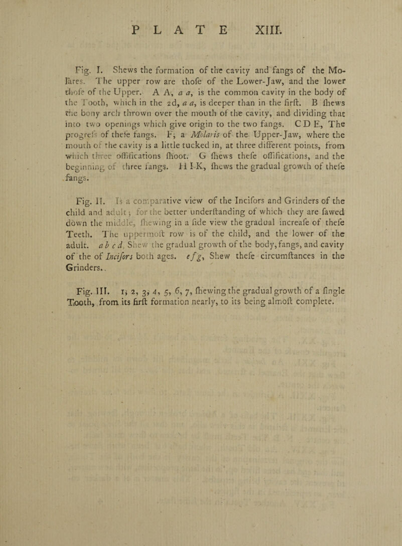 Fig. I. Shews the formation of the cavity and fangs of the Mo- lares. The upper row are thofe of the Lower-Jaw, and the lower thofe of the Upper. A A, a a, is the common cavity in the body of the Tooth, which in the 2d, a <2, is deeper than in the firft. B fhews the bony arch thrown over the mouth of the cavity, and dividing that into two openings which give origin to the two fangs. CD E, The progrefs of thefe fangs. F, a Molaris of the Upper-Jaw, where the mouth Oi the cavity is a little tucked in, at three different points, from which three offifications fh'oot. G fhews thefe offifications, and the beginning of three fangs, li I K, fhews the gradual growth of thefe fangs. Fig. 11. Is a comparative view of the Incifors and Grinders of the child and adult; for the better underftanding of which they are fawed down the middle, fhewing in a fide view the gradual increafe of thefe Teeth. The uppermoft row is of the child, and the lower of the adult, abed Shew the gradual growth of the body, fangs, and cavity of the of Incifors both ages, efg, Shew thefe circumftances in the Grinders.. Fig. III. 1; 2, 3,’ 4, 5, 6, 7, fhewing the gradual growth of a fingle Tooth, from, its firft formation nearly, to its being almoft complete.