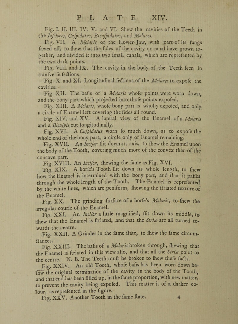 Fig. I. II. III. IV. V. and VI. Shew the cavities of the Teeth in the Infiorcs> Cufpidatus, Bicufpidatus, and Molares. Fig. VII. A Moiaris of the Lower-Jaw, with part of its fangs fa wed off, to fhew that the fides of the cavity or canal have grown to¬ gether, and divided it into two fmall canals, which are reprefented by the two dark points. Fig. VIII. and IX. The cavity in the body of the Teeth feen in tranfverfe fedions. Fig. X. and XI. Longitudinal fedions of the Molares to expofe the cavities. Fig. XII. The bafis of a Moiaris whofe points were worn down, and the bony part which projected into thofe points expofed. Fig. XIII. A Moiaris, whofe bony part is wholly expofed, and only a circle of Enamel left covering the fides all round. Fig. XIV. and XV. A lateral view of the Enamel of a Moiaris and a Bicufpis cut longitudinally. Fig. XVI. A Cufpidatus worn fo much down, as to expofe the whole end of the bony part, a circle only of Enamel remaining. Fig. XVII. An Incifor. flit down its axis, to fhew the Enamel upon the body of the Tooth, covering much more of the convex than of the concave part. Fig. XVIII. An Incifor, fhewing the fame as Fig. XVI. Fig. XIX. A horfe’s Tooth flit down its whole length, to fhew how the Enamel is intermixed with the bony part, and that it paffes through the whole length of the Tooth. The Enamel is reprefented by the white lines, which are peniform, fliewing the ftriated texture of the Enamel. Fig. XX. The grinding furface of a horfe’s Moiaris, to fhew the irregular courfe of the Enamel. Fig. XXI. An Incifor a little magnified, flit down its middle, to fhew that the Enamel is ftriated, and that the Stria- are all turned to¬ wards the centre. Fig. XXII. A Grinder in the fame ftate, to fhew the fame circum- ftances. Fio-. XXIII. The bafis of a Moiaris broken through, fhewing that the Enamel is ftriated in this view alfo, and that all the Stria- point to the centre. N. B. The Teeth muft be broken to fhew thefe fads. Fig. XXIV. An old Tooth, whofe bafis has been worn down be- bw the original termination of the cavity in the body of the Tooth, and that end has been filled up, in the fame proportion, with new matter, to prevent the cavity being expofed. This matter is of a darker co¬ lour, as reprefented in the figure. Fig. XXV. Another Tooth in the fame ftate. 4