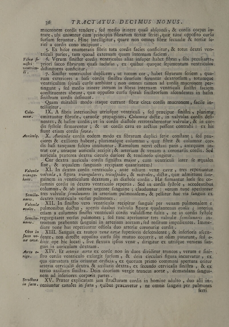 mucronem cordis tendere, fed medio itinere quafi abfcondi, & cordis corpus in¬ trare, ubi uniuntur cum principiis fibrarum tertiae feriei,quae tunc oppofito curfu furfum feruntur. Hinc intelligitur, quare non omnes fibra fecundae & tertis fe- riei a cordis cono incipiunt. 5. Ex hifce enumeratis fibris tota cordis facies conficitur, & totus dextri ven¬ triculi paries, tam quoad externam quam internam faciem . Fibra fi- 6. Verum finifter cordis ventriculus alias infuper habet fibras , fibi peculiares, niftri priori facco fibrarum quafi inclufas , ex quibus quoque fepimentum ventriculos ventricu- diftinguens conficitur. * 7. Sinifter ventriculus duplicem , ut totum cor , habet fibrarum feriem , qua¬ rum exteriores a bafi cordis finifira deorfum feruntur dextrorfum , totumque ventriculum fpirali curfu ambiunt ; non omnes tamen ad cordis mucronem per¬ tingunt , fed medio itinere iterum in fibras internam ventriculi finiftri faciem conftituentes abeunt, quae oppolito curfu fpirali finiftrorfum afcendentes in bafin finifiram cordis definunt. Quam mirabili modo itaque currant fibra circa cordis mucronem, facile in¬ telligitur . Colu- IX. A fibris interioribus utriufque ventriculi , fed pracipue finiftri , plurimae mna. emittuntur fibrofs, carnofae propagines, Columna didix, in valvulas cordis defii- nentes, & bafim cordis; ut in cordis diafiole retrotraherentur valvulae, & in cor¬ dis fyfiole firmarentur ; & ut cordis cava eo ardlius polfent contrahi : ex his fiunt etiam cordis fove#. Auriculf. X. Auricula cordis eodem modo ex fibrarum duplici ferie confiant ; fed pau¬ ciores & exiliores habent, plurimafque columnas , quae fibrae & columnae cor¬ dis bafi tanquam fulcro innituntur. Ramulum nervi odlavi paris , antequam in¬ trat cor, utraque auricula accipit arteriam & venam a coronariis cordis. Sed auricula praterea dextra circulo duriore & tendinofo cingitur. Cur dextra auricula cordis fignifira major , cum ventriculi inter fe aequales fint, & aequalem fanguinis recipiant quantitatem? Valvula XI. In dextro cordis ventriculo , ante ofiium venae cavae , tres reperiuntur iriangu- valvula , a figura triangulares, tricufpides, & mitrales, didfae, quae admittunt ian- hres. guinem in ventriculum dextrum, in diafiole cordis . Hae firmantur loris feu co¬ lumnis cordis in dextro ventriculo repertis . Sed in cordis fyfiole , accedentibus columnis, & ab interne urgente fanguine ; clauduntur : verum tunc aperiuntur Semilu-tres valvula' femilunares in arteriam pulmonalem, & pellitur hac via fanguis ex nares, dextro ventriculo verfus pulmones. Valvula XII. In finifiro vero ventriculo recipitur fanguis* per venam pulmonalem e ovales, pulmonibus dudlus , apertis duabus valvulis figura quadantenus ovalis ; interius etiam a columnis finiftri ventriculi cordis validiffime fultis , ne in cordis fyfiole Semilu- regurgitaret verfus pulmones i fed tunc aperiuntur tres valvulae femilunarcs in- nares. troitum prabentes fanguini in arteriam aortam, fed reditum impedientes. Imme¬ diate pone has reperiuntur oftiola duo arteriae coronariae cordis . Obex in XIII. Sanguis ex trunco vena cava fuperioris defeendente \ & inferioris afeen- facco vadente, n0n direfte oppofito curfu fibi mutuo occurrit, ut olim putarunt, fed 0- na cava. p-c’s Qpe ^jc jocatj ^ flve flexura ipfius venae , dirigitur ex utrifque veniens fan¬ guis in auriculam dextram . Aorta 0- XIV. Et arteria aorta ex corde non in duos dividitur truncos , verum e fini- . rigo. ftro cordis ventriculo exfurgit furfum , & dein circulari figura incurvatur , ex qua curvatura tria oriuntur orificia , ex quorum primo communi apertura oritur arteria cervicalis dextra & axillaris dextra, ex fecundo cervicalis finifira , & ex tertio axillaris finifira. Dein deorfum vergit truncus aortas , demandans fangui- nem ad inferiores corporis partes . Struttura XV. Prater explicatam jam ftru£Iuram cordis in homine adulto , duo alii in- tn • veniuntur canales in fcetu , quibus pracavetur , ne omnis fanguis per pulmones ferri