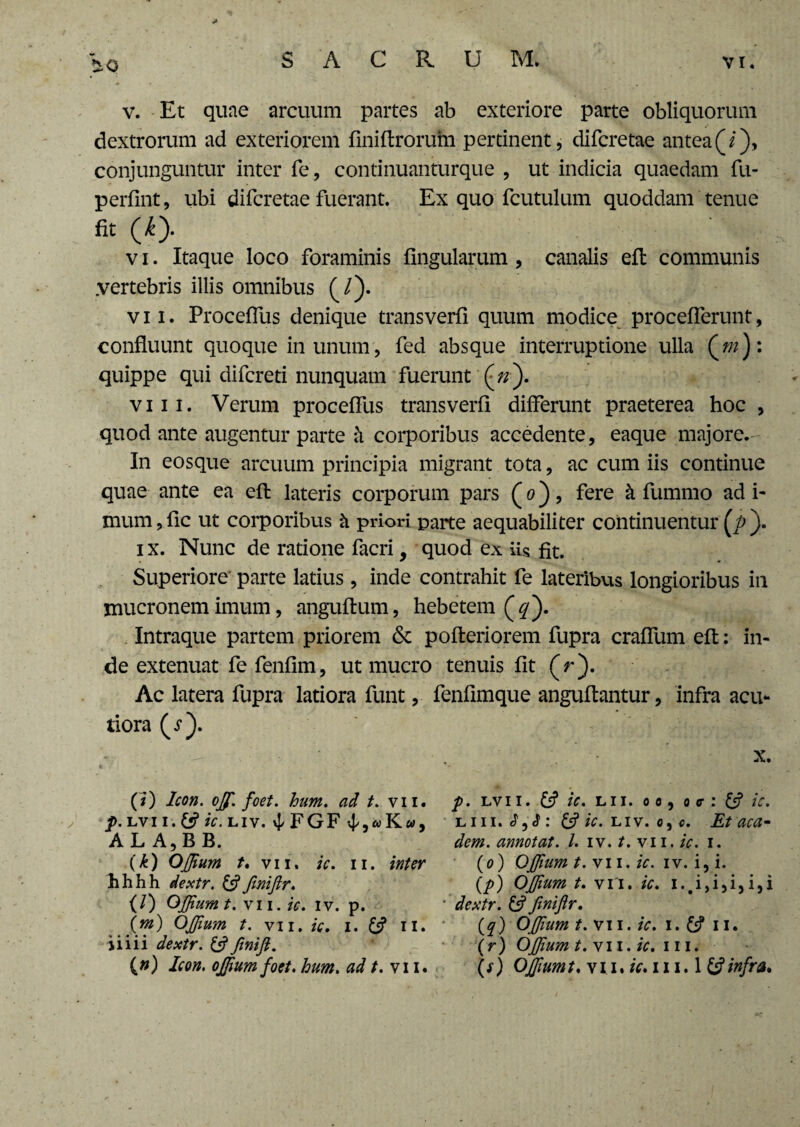 v. Et quae arcuum partes ab exteriore parte obliquorum dextrorum ad exteriorem finiftrorum pertinent, difcretae antea (/), conjunguntur inter fe, continuanturque , ut indicia quaedam fu- perfint, ubi difcretae fuerant. Ex quo fcutulum quoddam tenue fit (£). v i. Itaque loco foraminis lingularum , canalis eft communis .vertebris illis omnibus (/). vii. Proceflus denique transverfi quum modice procefferunt, confluunt quoque in unum, fed absque interruptione ulla Qm): quippe qui difcreti nunquam fuerunt (zz). viii. Verum procefllis transverfi differunt praeterea hoc , quod ante augentur parte k corporibus accedente, eaque majore. In eosque arcuum principia migrant tota, ac cum iis continue quae ante ea eft lateris corporum pars (o), fere k fummo ad i* mum,fic ut corporibus k priori parte aequabiliter continuentur (p). i x. Nunc de ratione facri, quod ex iis fit. Superiore parte latius, inde contrahit fe lateribus longioribus in mucronem imum, anguftum, hebetem (#). Intraque partem priorem 6c pofteriorem fupra craffum eft: in¬ de extenuat fe fenfim, ut mucro tenuis fit (r). Ac latera fupra latiora funt, fenfimque anguftantur, infra acu¬ tiora (s). x. (*) Icon. ojf. foet. hum. ad t. vii. p. lvi i. £*? ic. liv. vj/ FGF 4/,« K», A L A, B B. (k) OJJium t. vii. ic. ii. inter h h h h dextr. & JiniJtr. (/) GJJium t. vii. ic. iv. p. OJJium t. vi i. ic. i. 13 II. ii i ii dextr. (3 fmijl. p. lvii. 13 ic. lii. oo, o cr: 13 ic. lui. (3 ic. liv. c,c. Et'aca~ dem. annotat. I. iv. t. vii. ic. i. (o) OJJium t. vii. ic. iv. i, i. (p) OJJium t. vi i. ic. i.#i,i,i,i,i ' dextr. & JiniJir. (f) OJJium t. vi i. ic. i. 13 II. (r) OJJium t. vii. ic. 111.
