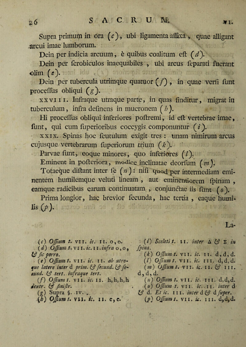 I a(S SACRUM. »i. Supra primum in ora (c), ubi ligamenta affixa , quae alligant arcui imae lumborum. Dein per indicia arcuum, £ quibus coalitum efl (V). Dein per fcrobiculos inaequabiles , ubi arcus feparati fuerant olim (<?). Dein per tubercula utrimque quatuor (/) , in quae verfi funt procefTus obliqui (g). xxviii. Infraque utraque parte, in quas finditur, migrat in tuberculum, infra defmens in mucronem ( h). Hi procefTus obliqui inferiores poflremi, id efl vertebrae imae, funt, qui cum fuperioribus coccygis componuntur (/). xxix. Spinas hoc fcutulum exigit tres : unam nimirum arcus cujusque vertebrarum fuperiorum trium (£). ' . Parvae funt, eoque minores, quo inferiores (7), Eminent in pofteriora, modice inclinatae deorfum (m), Totaeque diftant inter fe (n): nifi quod per intermediam emi¬ nentem humilemque veluti lineam , aut eminentiorem fpinam , eamque radicibus carum continuatam , conjundtae iis funt (o). Prima longior, hac brevior fecunda, hac tertia , eaque humi¬ lis (p). (c) Offium t. vir. ic. n. o,o. (d) Offium t. vi i. ic. 11.infra o, o, & fic porro. \e) OJJiumt, vii. ic. ii. ab utro¬ que latere inter d prim. ifj fecund. & fe- tund. & tert. infraque tert. (/) OJJiumt. vii. ic. ii. h,h,h,h iextr. & finifir. (g) Supra §. iv. . La- (/) Sceleti t. ii. inter A & 2 in /pina. (k) Offium t. vi i. ic. it. d, d, d. (/) OJJiumt. vii. ic. m. d, d, d. (m) OJJtum.t, vii. ic. n. & in. d, dvd. {n) OJJiumt. vii. ic. m. d,d,d. (o) OJJium t. vii. ic. -ii. inter d & d. Et ic. m. inter d & d fuper.