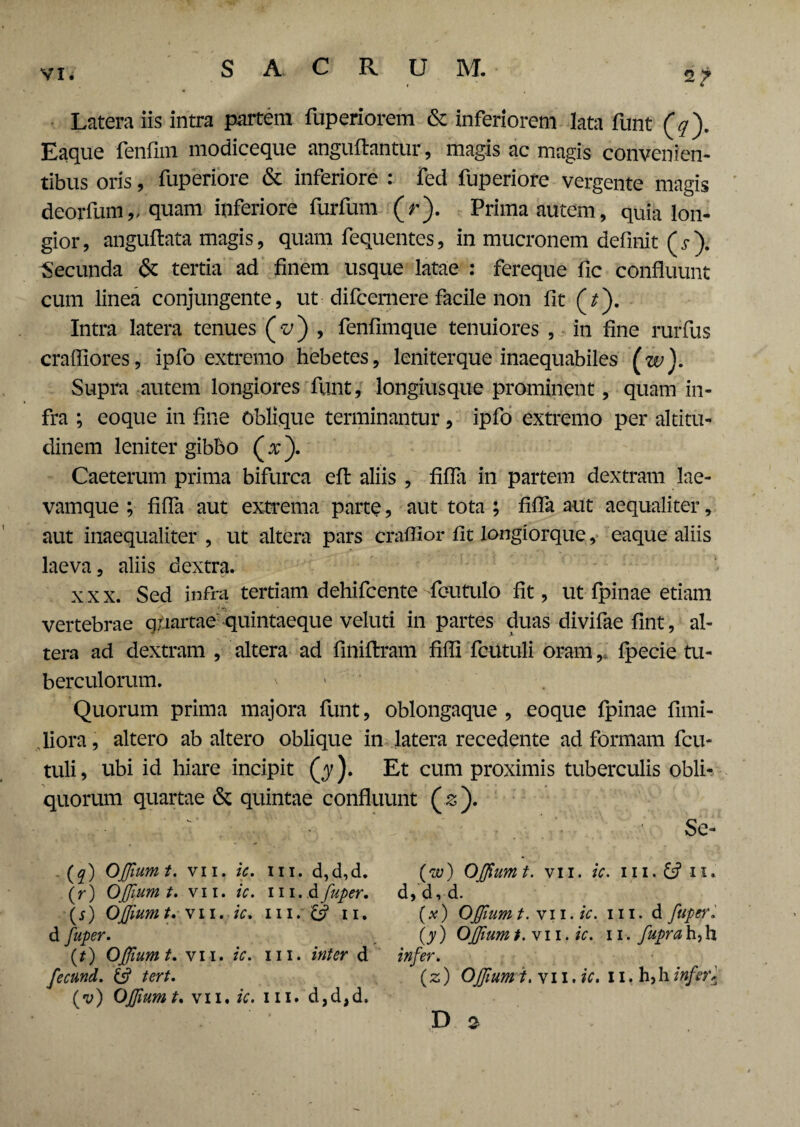 Latera iis intra partem fuperiorem & inferiorem lata funt Eaque fenfnn modiceque anguftantur, magis ac magis convenien¬ tibus oris, fuperiore & inferiore : fed fuperiore vergente magis deorfumv quam inferiore furfum (r). Prima autem, quia lon¬ gior, anguftata magis, quam fequentes, in mucronem definit (r). Secunda & tertia ad finem usque latae : fereque fic confluunt cum linea conjungente, ut difcemere facile non fit (d). Intra latera tenues (t/) , fenfimque tenuiores , in fine rurfus craffiores, ipfo extremo hebetes, leniterque inaequabiles (zv). Supra autem longiores funt, longiusque prominent, quam in¬ fra ; eoque in fine oblique terminantur, ipfo extremo per altitu¬ dinem leniter gibbo (x). Caeterum prima bifurca efl aliis , fifTa in partem dextram lae¬ vamque ; fifTa aut extrema parte, aut tota ; fifTa aut aequaliter, aut inaequaliter , ut altera pars craffior fit longiorque, eaque aliis laeva, aliis dextra. xxx. Sed infra tertiam dehifcente foutulo fit, ut fpinae etiam vertebrae quartae'quintaeque veluti in partes duas diviTae fint, al¬ tera ad dextram , altera ad finitam fidi fcutuli oram,_ fpecie tu¬ berculorum. ' Quorum prima majora funt, oblongaque , eoque fpinae Timi¬ diora, altero ab altero oblique in latera recedente ad formam fcu¬ tuli, ubi id hiare incipit (y). Et cum proximis tuberculis obli¬ quorum quartae & quintae confluunt (s). Se- (?) OJfiumt. vii. ic. m. d,d,d. (w) OJfum t. vii. ic. ni.&fii. (r) OJfiumt. vii. ic. m.dfuper. d,d,d. (i) OJJiumt. \i\. ic. iil. ii. (x) OJfum t. vii. ic. m. & fuper i d fuper. _ (y) OJfum t. v 11. ic. 11. fupra h, h (t) OJfum t. vii. ic. m. inter d infer, fecund. & tert. (z) OJfum h vi I .ic. 11. h, h infer* (v) OJfiumt. vii. ic. m. d,d,d.