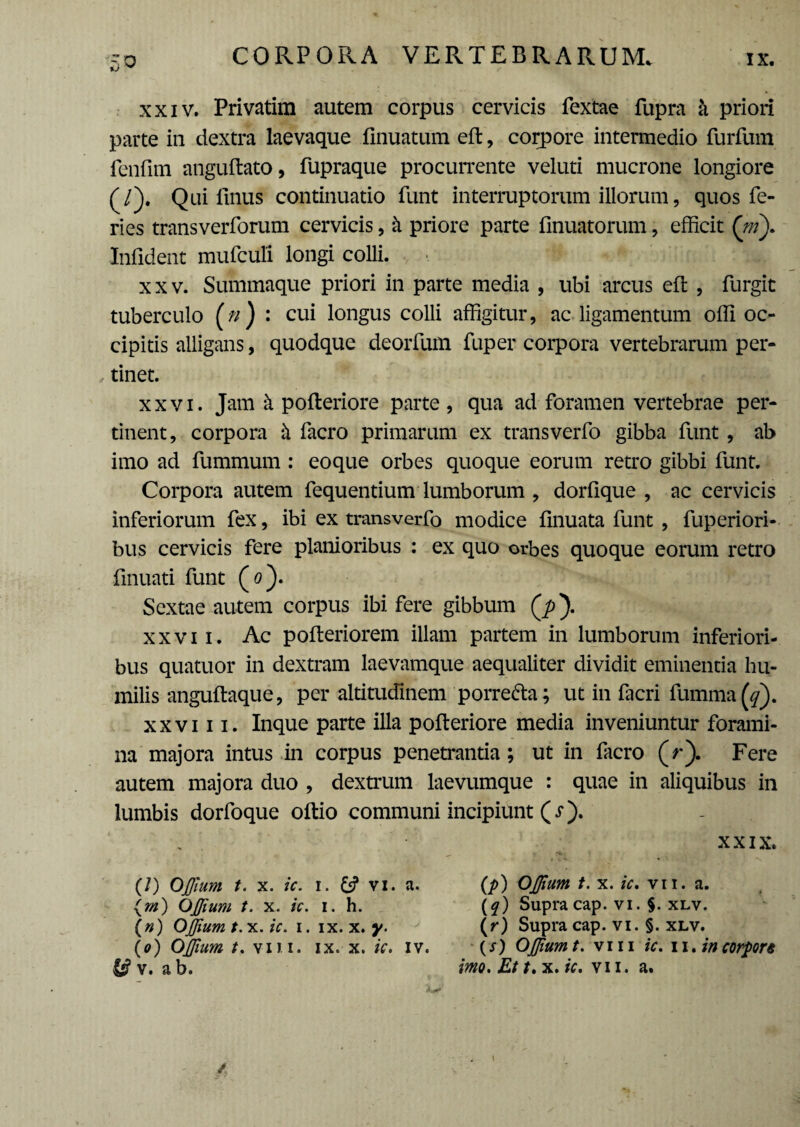 xxiv. Privatim autem corpus cervicis fextae fupra a priori parte in dextra laevaque finuatum eft, corpore intermedio furfum fenfim anguflato, fupraque procurrente veluti mucrone longiore (7). Qui ltnus continuatio funt interruptorum illorum, quos fe¬ ries transverforum cervicis, k priore parte finuatorum, efficit fm). Inlident mufculi longi colli. xxv. Summaque priori in parte media , ubi arcus eft , furgit tuberculo (n) : cui longus colli affigitur, ac ligamentum offi oc¬ cipitis alligans, quodque deorfum fuper corpora vertebrarum per¬ tinet. xxvi. Jam k pofleriore parte , qua ad foramen vertebrae per¬ tinent, corpora k facro primarum ex transverfo gibba funt , ab imo ad fummum : eoque orbes quoque eorum retro gibbi funt. Corpora autem fequentium lumborum , dorfique , ac cervicis inferiorum fex, ibi ex transverfo modice finuata funt , fuperiori- bus cervicis fere planioribus : ex quo orbes quoque eorum retro finuati funt (o). Sextae autem corpus ibi fere gibbum (p). xxvii. Ac pofteriorem illam partem in lumborum inferiori¬ bus quatuor in dextram laevamque aequaliter dividit eminentia hu¬ milis anguftaque, per altitudinem porredta; ut in facri fumma (q). xxviii. Inque parte illa pofleriore media inveniuntur forami¬ na majora intus in corpus penetrantia; ut in facro (V). Fere autem majora duo , dextrum laevumque : quae in aliquibus in lumbis dorfoque oftio communi incipiunt (7). (/) OJJium t. x. ic. i. y VI. a. {m) OJJium t. x. ic. i. h. (n) OJJium t. x. ic. i. i x. x. y. (o) OJJium t. vn i. ix. x. ic. IV. I# v. ab. (p) OJJium t. x. ic. vii. a. \q) Supra cap. vi. §. xlv. (r) Supra cap. vi. §. xlv. {s) OJJium t. viii ic. 11. in corpore imo. Et t. x. ic. vi i. a.