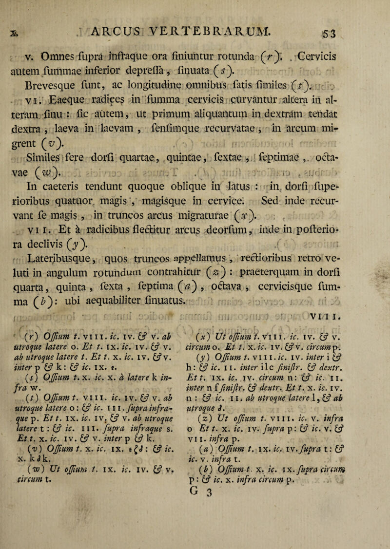 v. Omnes fupra infhique ora finiuntur rotunda (V). . Cervicis autem fummae inferior depretia, finuata(^). Brevesque funt, ac longitudine omnibus fatis fimiles '(>)« vi. Eaeque radices in fumma cervicis curvantur altera in al¬ teram finu : fic autem, ut primum aliquantum in dextram tendat dextra , laeva in laevam , fenfimque recurvatae , in arcum mi¬ grent (^). . •>') n Similes fere dorfi quartae, quintae, fextae , (ep tiniae ,. octa¬ vae (•&>). ’ , i.i t 'Ud; In caeteris tendunt quoque oblique in latus : in dorfi fupe- rioribus quatuor magis -, magisque in cervice. Sed inde recur¬ vant fe magis , in truncos arcus migraturae (.r). vii. Et k radicibus fi editur arcus deorfum, inde in pofterio- ra declivis (jy). .('• i Lateribusque, quos truncos nppellamus, rectioribus retro ve- luti in angulum rotundum contrahitur (s) : praeterquam in dorfi quarta, quinta, fexta , feptima (a) , odava , cervicisque fum¬ ma ( b ): ubi aequabiliter finuatus. - t , , * r • r % uy~u ‘. \ ’ tji v r mui (r) OJJium t.vwi.ic. i v. U5 v. ab utroque latere o. Et t. ix. ic. iv. & v. ab utroque latere t. Et t. x. ic. iv. £*?v. inter p £5? k: ic. ix. e. (0 OJJium t. x. ic. x. a latere k in¬ fra w. (t) OJJium t. viii. ic. iv. U v. ab utroque latere o: & ic. 111. fuprainfra- que p. Et t. ix. ic. iv. ^ v. ab utroque latere t: & ic. iii. fupra infraque s. Et t. x. ic. iv. £s? v. inter p k. {v) OJJium t. x. ic. ix. s£<J: & ic. x. kcfk. (iv) Ut oJJium t. ix. ic. iv. £5? v. circum t. (*) Ut ojum t.viii. /V. iv. 6? v. circum o. Et t. x.ic. iv. U v. circum p. (jO OJJium t. vm./V. iv. inter i & h: /V. ii. m/er ile fmijlr. & dextr. Ett. ix. /V. iv. circum n: £s? ic. ii. n ffinijlr. £5? dextr. Et t. x. /V. iv. n : *V. ii. utroque latere ab utroque S. (z) £7/ t. viii. /V. v. /jf/hf o Et t. x. /V. iv. fupra p: U ic. v. vii. p. (zz) OJJium t. ix. ic. iv.fupra t: /V. v. w/nz t. (b) OJJium t. x. ic. i x. fupra circum p: & ic.x. infra circum p.