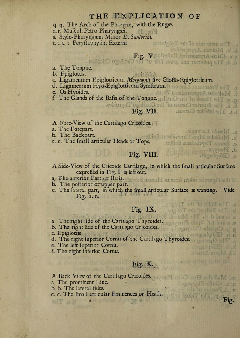 q. q. The Arch of the Pharynx, with the Rugae. r. r. Mufculi Petro Pharyngaei. s. Stylo-Pharyngaeus Minor D. Santorini. 1.1.1. t. Peryftaphylini Externi Fig. V. »C. i c :il n • a iiotoneiyiA o % col joe iciiyfiod : A a. The Tongue. b. Fpiglottis. ,r if' ' c. Ligamentum Epiglotticum Morgagnii fnre Glofib-Epiglotticum. d. Ligamentum Hyo-Epiglotticum Syniftrum. c. Os Hyoides. f. The Glands of the Bafis of the Tongue. TbuO 3i-3 lo f ur o j Fig. VII. or/ ; j ■i ~ii r T) , v..* A Fore-View of the Cartilago Cricoides. a. The Forepart. b. The Backpart. c. c. The fmall articular Heads or Tops. Fig. VIII. A Side-View of the Cricoide Cartilage, in which the fmall articular Surface exprefifed in Fig. I. is left out. a. The anterior Part or Bafis. H nxr.iof b. The pofterior orupper part. c. The lateral part, in which the fmall articular Surface is wanting. Vide T?- . „ ,X # t - IK , f ' Fig. IX. a. The right fide of the Cartilago Thyroides. b. The right fide of the Cartilago Cricoides. c. Epiglottis. d. The right fuperior Cornu of the Cartilago Thyroides. e. The left fuperior Cornu. f. The right inferior Cornu. Fig. X.. A Back View of the Cartilago Cricoides. a. The prominent Line. b. b. The lateral fides. c. c. The fmall articular Eminences or Heads.