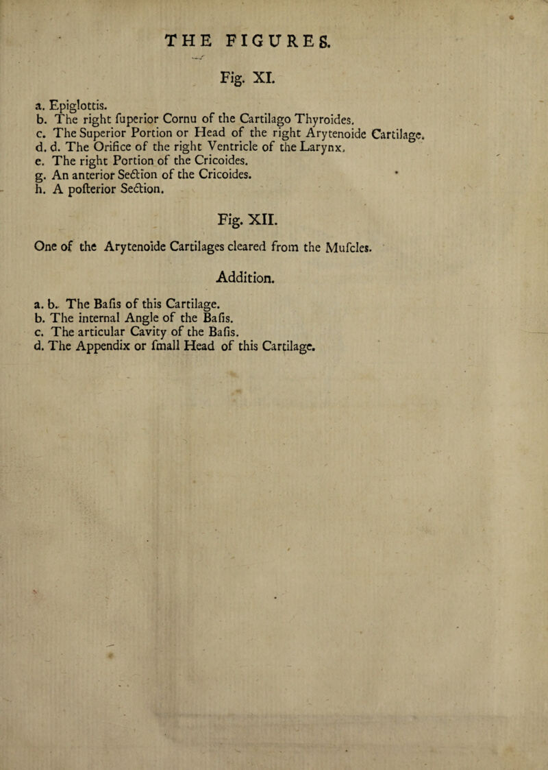 Fig. XI. a. Epiglottis. b. The right fuperior Cornu of the Cartilago Thyroides. . The Superior Portion or Head of the right Arytenoide Cartilage. . d. The Orifice of the right Ventricle of the Larynx. e. The right Portion of the Cricoides. g. An anterior Sedion of the Cricoides. h. A pofterior Sedion. Fig. XII. One of the Arytenoide Cartilages cleared from the Mufcles. Addition. a. b. The Bafis of this Cartilage. b. The internal Angle of the Bafis. c. The articular Cavity of the Bafis. d. The Appendix or fmall Head of this Cartilage.