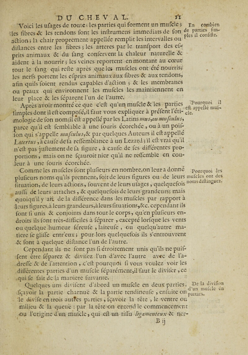 Voici les ufages de toute; les parties qui forment un mufclc 5 En combien les fibres «& les tendons font les inftrumcns immédiats de fon a&ion; h chair proprement appclléc remplit les intervalles ou F diftances entre les fibres 5 les artères par le tranfport des es¬ prits animaux & du fang confervent la chaleur naturelle & aident à la nourrir; les veines reportent en montant au cœur tout le fang qui refie après que les mufcles ont été nourris; les nerfs portent les efprits animaux aux fibres & aux tendons, afin quifs l'oient rendus capables d’adion ; 8c les membranes ou peaux qui environnent les mufcles les maintiennent en leur place 8c les féparent l’un de l’autre. Après avoir montré ce que c’cft qu’un mufcle & les parties. eftPappX°mufi iimplesdont ilcftcompofé,ilfaut vous expliquer à préfentleti- cie.‘* mologie de fon nom;il êft appelle par les Latins mus^oumufculus^ parce qu’il efi: femblable à une fouris écorchée , ou à un poif- fon qui s’appelle mufculus->8c par quelques Auteurs il efi appelle Lacertus ,à caufe de fa refi'emblance à un Léza rd ; il efi; vrai qu’il n’eft pas juftementde fa figure > à caufe de fes différentes pro¬ portions, mais on ne fçauroitnier qu’il ne reficmble en cou¬ leur à une fouris écorchée. Comme les mufcles font plufieurs en nombre,on leura donné pourquoi les plufieurs noms qu’ils prennent, foit de leurs figures ou de leurs muieles^ontjles lituation, de leurs adions, fouvent de leurs ufages , quelquefois noms 1 intoU * aufii de leurs attaches , 8c quelquefois de leurs grandeurs; mais quoiqu’il y ait delà différence dans les mufcles par rapporta leurs figures,à leurs grandeurs,à leurs fituations,&c. cependant ils font fi unis 8c conjoints dans tout le corps, qu’en plufieurs en¬ droits ils font très-difficiles à féparer , excepté lorfque les vents ou quelque humeur fiéreufe , laiteufe , ou quelqu’autre ma¬ tière fe glifle entr’eux; pour lors quelquefois ils s’entrouvrent & font à quelque diftance l’un de l’autre. Cependant ils 11e font pas fi étroitement unis qu’ils ne puif* fent être féparez 8c divifez l’un d’a-vcc l’autre avec de l’a- dtefie 8c de l’attention , .c’cft pourquoi fi vous voulez voir les différentes parties d’un mufcle féparémcntjil faut le divifer ,ce qui fe fait de la maniéré fuivante. Quelques-uns divifent d’abord un mufcle en deux parties, pe l^diyilidn fçayoir la partie charnue & la partie tendineufe , enfuite on parcies< le divife en trois autîcs parties, fçavoir la tête , le ventre ou milieu 8c la queue : par la tête on entend le commencement ou l’origine d’un mufcle, qui efi un tifiu ligamenteux 8c net- Bij