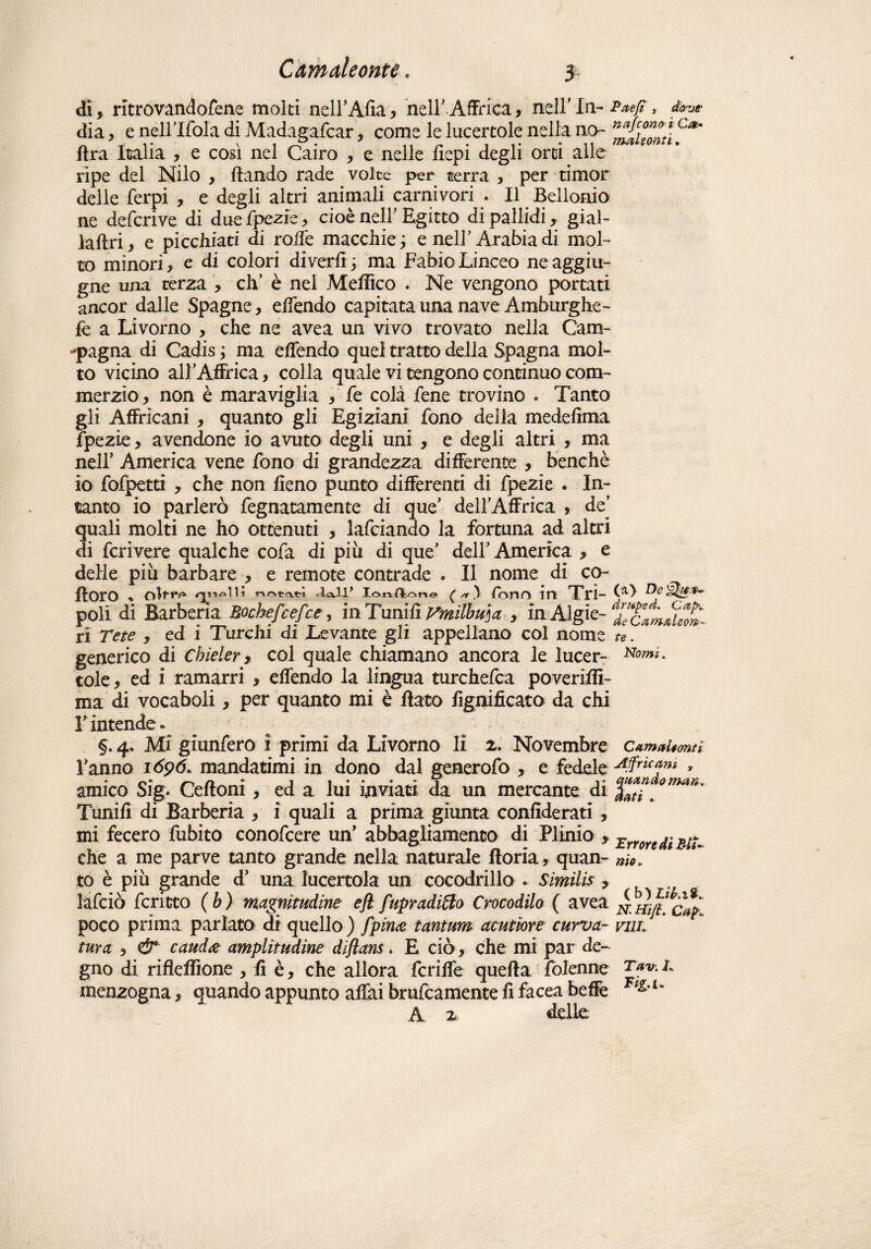 di , ritrovandofene molti nell’Afia, nell' Affrica y nell’ In- Paej?, d^,? dia, e neirifola di Madagafcar, come le lucertole nella no- ftra Italia , e così nel Cairo , e nelle fìepi degli orci alle ripe del Nilo , ftando rade volte per terra , per timor delle ferpi , e degli altri animali carnivori . Il Bellonio ne defcrive di duefpezicy cioè nell’Egitto di pallidi, gial- laftri, e picchiati di rode macchie; e nell’Arabia di mol¬ to minori* e di colori divertì * ma Fabio Linceo neaggiu- gne una terza , eh’ è nel Medico . Ne vengono portati ancor dalle Spagne * effendo capitata una nave Amburghe- fe a Livorno * che ne avea un vivo trovato nella Cam¬ pagna di Cadis * ma effondo quel tratto della Spagna mol¬ to vicino all’Affrica* colla quale vi tengono continuo com- merzio * non è maraviglia * fe colà fene trovino . Tanto gli Affricani , quanto gli Egiziani fono della medetìma fpezie, avendone io avuto degli uni * e degli altri , ma nell’ America vene fono di grandezza differente * benché io fofpetti , che non fieno punto differenti di fpezie . In¬ tanto io parlerò fegnatamente di que’ dell’Affrica * de’ quali molti ne ho ottenuti , lafciando la fortuna ad altri di fcrivere qualche cola di piu di que' dell' America , e delle piu barbare , e remote contrade . Il nome di co- flOtO ■» Oltf*/31 r-vrvfc'v*4 Ua-ll’ ( si I ConO ìli TtÌ“ ^1 D-C poli di Barberia Bocbefcefce, in Tunitì ymìlhu]a , inAlgie- ri rete , ed i Turchi di Levante gli appellano col nome 1 generico di Cbielery col quale chiamano ancora le lucer- Nomi- cole, ed i ramarri * effendo la lingua turchefca poveriffi- ma di vocaboli, per quanto mi è flato lignificato da chi T intende «. §. 4. Mi giunfero i primi da Livorno li 2. Novembre camaleonti l'anno 1696. mandatimi in dono dal generofo , e fedele > amico Sig. Ceffoni , ed a lui inviati da un mercante ài %*** *”****' Tunitì di Barberia * i quali a prima giunta confidenti, mi fecero fubito conofcere un' abbagliamento di Plinio , Errore di Bit- che a me parve tanto grande nella naturale fioria, quan- nìo. co è piu grande d’ una lucertola un cocodrillo . Similis , làfciò fcritto ( b) magnitudine efl fupradifto Crocodilo ( avea jsr.mfi. cap* poco prima parlato di quello ) fpina tantum acuirne curva- mi. tura , & caudte amplitudine diflans. E ciò , che mi par de¬ gno di rifleffione , fi è, che allora fcriffe quella folenne menzogna, quando appunto affai brucamente fi facea beffe F^* A x delle