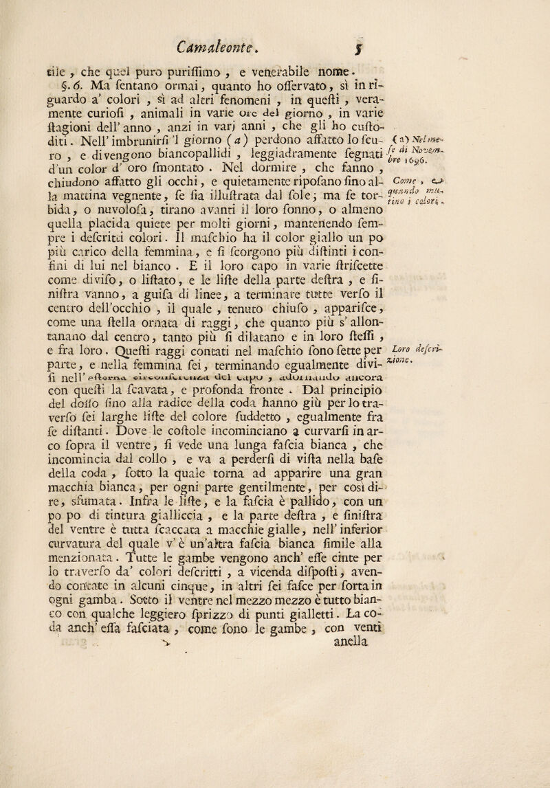 die y che quel puro purifftmo , e venerabile nome. §.ó. Ma Tentano ormai, quanto ho olfervato, sì in ri¬ guardo a colori , sì ad altri fenomeni , in quelli , vera¬ mente curiofi , animali in vane ore del giorno , in varie flagioni dell’ anno , anzi in varj anni , che gli ho culto- diti . Nell* imbrunirli ’l giorno (a) perdono affatto lo feti- ro , e divengono biancopallidi , leggiadramente fognati d un color d’ oro fmontato . Nel dormire , che fanno , chiudono affatto gli occhi, e quietamente ripofano fino al¬ la mattina vegnente, fe lia illultrata dal folej ma fe tor¬ bida , o nuvolofa, tirano avanti il loro Tonno, o almeno quella placida quiete per molti giorni, mantenendo Tem¬ pre i deferitri colori, li mafehio ha il color giallo un po piu carico della femmina, e fi Tcorgono più dillinti icon¬ fini di lui nel bianco . E il loro capo in varie Erifcette come divifo, o liftato, e le lille della parte delira , e II- niflra vanno, a guifa di linee, a terminare tutte verfo il centro dell’occhio , il quale , tenuto chiufo , apparifee, come una Heila ornata di raggi, che quanto più s allon¬ tanano dal centro, tanto più li dilatano e in loro fleffi y e fra loro. Quelli raggi contati nel mafehio fono fette per parte, e nella femmina fei, terminando egualmente divi¬ li nell’ pftei-na «Ìjl vc/ajUUì.v^n^cl del , aUui llcllido clllCOra. con quelli la fcavata, e profonda fronte . Dal principio del dolio imo alla radice della coda hanno giù per lo tra¬ vedo fei larghe lille del colore fuddetto , egualmente fra fe dillanti. Dove le coltole incominciano a curvarli in ar¬ co fopra il ventre, fi vede una lunga fafeia bianca , che incomincia dal collo , e va a perderli di villa nella bafe della coda , folto la quale torna ad apparire una gran macchia bianca, per ogni parte gentilmente, per così di¬ re, sfumata. Infra le lille, e la fafeia è pallido, con un po po di tintura gialliccia , e la parte delira , e flniflra del ventre è tutta fcaccata a macchie gialle, nell’ infèrior curvatura del quale v è un altra fafeia bianca Umile alla menzionata. Tutte le gambe vengono anch’ effe cinte per lo traverfo da’ colori deferirci , a vicenda difpofti, aven¬ do contate in alcuni cinque, in altri Tei fafee per fortain ogni gamba. Sotto il ventre nel mezzo mezzo è tutto bian¬ co con qualche leggiero fprizzo di punti gialletti. La co¬ da anch’ elfa fafeiata , come fono le gambe , con venti > ansila ( a> Nel fe di Nove/»-. é>re 1656. Co??) e » e^j- quando mtu tino i calori » Loro deferì* Mone.