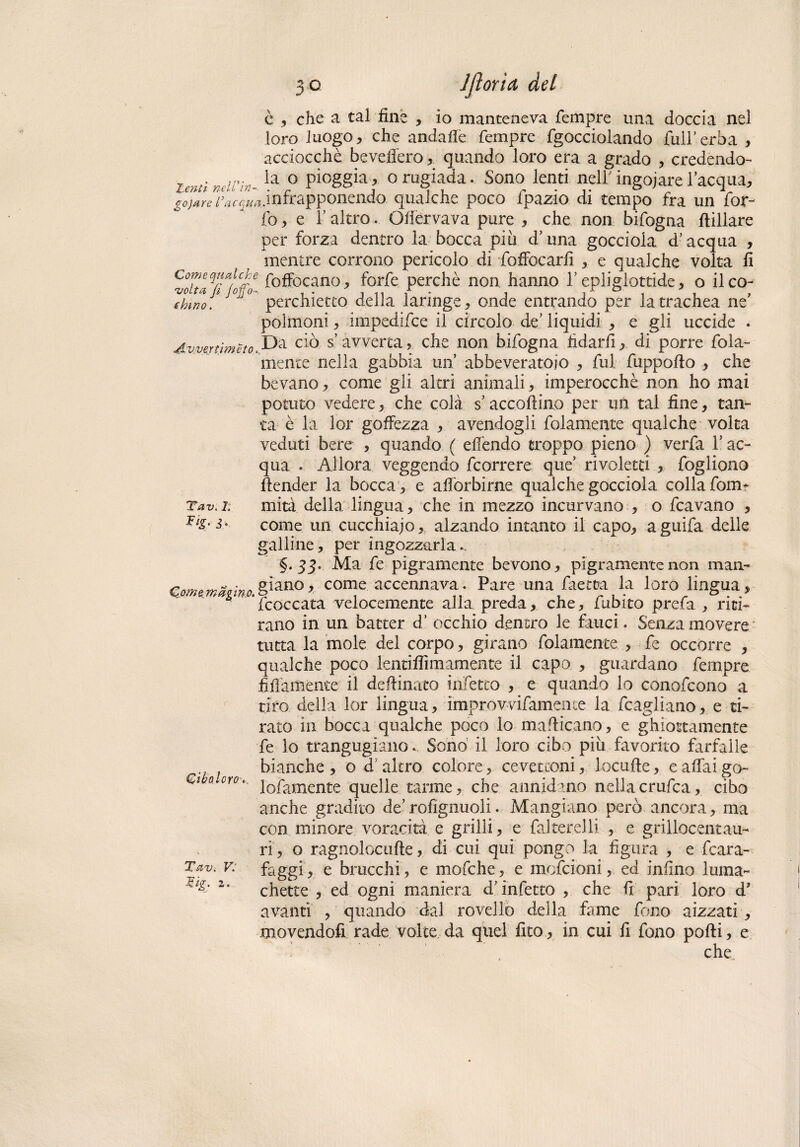 è 5 che a tal fine , io manteneva Tempre ima doccia nel loro luogo, che andafle Tempre Tgocciolando Tuli’erba , acciocché beveffero, quando loro era a grado , credendo¬ li neirin- la 0 Piog&ia > 0 rugiada Sono lenti nell' ingoiare l’acqua, go)*re i’ac$tta.infrapponendo qualche poco Tpazio di tempo fra un Tor¬ io ,e r altro. Ofiérvava pure , che non bifogna rtillare per forza dentro la bocca più d’una gocciola d’acqua , mentre corrono pericolo di foffòcarfi , e qualche volta fi *Ìoita*fijofo Affocano, forfè perchè non hanno 1 eoli glottide, o ilco- chino. °J'° perchietto della laringe, onde entrando per la trachea ne’ polmoni, impedifce il circolo de’ liquidi , e gli uccide . Avvejtìmeto , Da ciò s’avverta, che non bifogna fidarli, di porre fola- mence nella gabbia un’ abbeveratoio , fui fupporto , che bevano, come gli altri animali, imperocché non ho mai potuto vedere, che colà s’accollino per un tal fine, tan¬ ta è la lor goffezza , avendogli fidamente qualche volta veduti bere , quando ( effendo troppo pieno ) verfa T ac¬ qua . Allora veggendo Tcorrere que’ rivoletti , fogliono (tender la bocca , e afforbirne qualche gocciola colla foim Tav.L mità della lingua, che in mezzo incurvano , o Tcavano , FlS’3° come un cucchiaio, alzando intanto il capo, aguifa delle galline, per ingozzarla.. §.33. Ma Te pigramente bevono, pigramente non man- CiomimZmo già*10,, come accennava. Pare una fretta la loro lingua, ■ ' riboccata velocemente alla preda, che. Tubilo prefa , riti¬ rano in un batter d’ occhio dentro le fauci. Senza movere tutta la mole del corpo, girano Tolamente > Te occorre , qualche poco lentiffimamente il capo , guardano Tempre fidamente il deftinato infetto , e quando lo conofcono a tiro della lor lingua, improvvifamenie la fcagliano, e ti¬ rato in bocca qualche poco lo manicano, e ghiottamente Te lo trangugiano. Sono il loro cibo più favorito farfalle bianche, o d altro colore, cevetconi, locurte, e affai go- Ciùo ero.. ]0pamente quelle tarme, che annidino nellacrufea, cibo anche gradito de’ rofìgnuoli. Mangiano però ancora, ma con minore voracità e grilli, e falterelli , e grillocentau- ri, o ragnolocufte, di cui qui pongo la figura , e fcara- Tav. v: faggi, e bracchi, e mofche, e mofeioni, ed infino luma~ 2> chette , ed ogni maniera d’infetto , che fi pari loro dJ avanti , quando dal rovello della fame fono aizzati , movendofi rade volte da quel fico, in cui fi fono porti, e che.