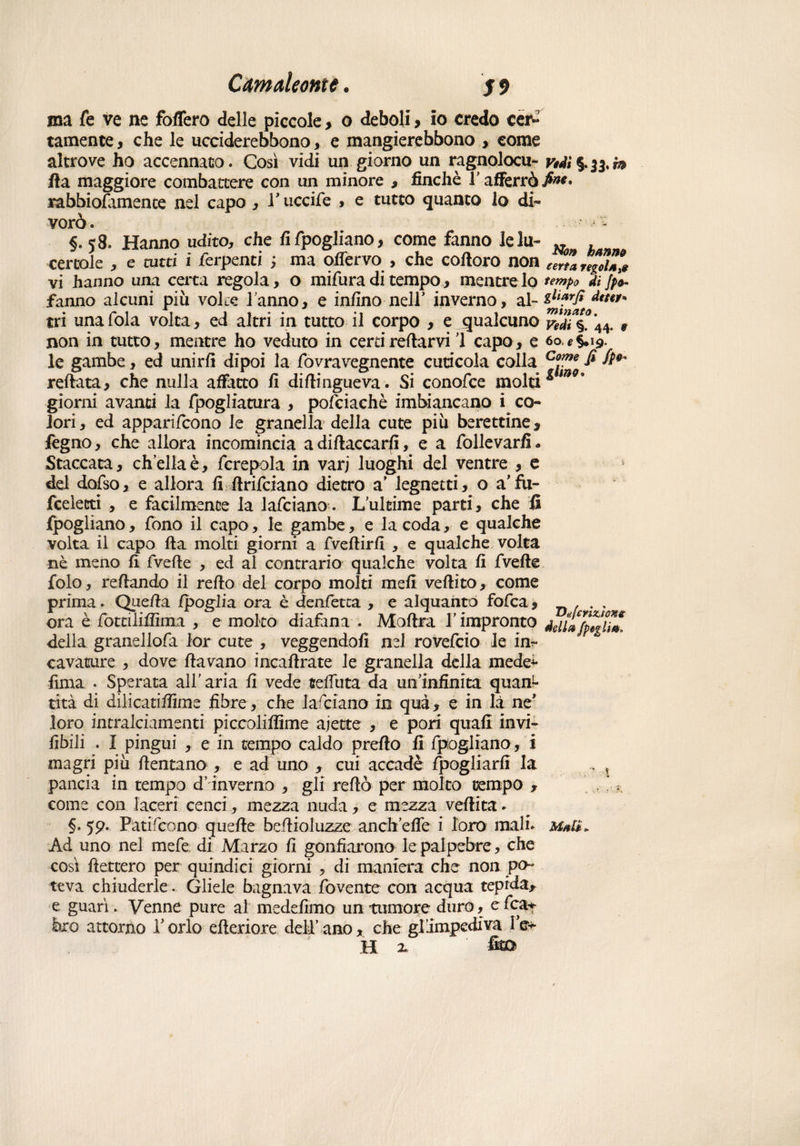 ma fe ve ne foffero delle piccole> o deboli , io credo cer¬ tamente , che le ucciderebbono, e mangierebbono , come altrove ho accennato. Così vidi un.giorno un ragnolocu- Vi4ì%^m fta maggiore combattere con un minore , finche T afferrò rabbiofiimence nel capo , T uccife , e tutto quanto lo di¬ vorò. 1 * §.58. Hanno udito, che fifpogliano, come fanno le la- „ , cercale , e tutti i ferpenti ; ma ofiervo , che coftoro non eerta fegouì9 vi hanno una certa regola, o mifura di tempo, mentre lo tempo di JpV fanno alcuni più voice Tanno, e infuno-nell’ inverno, al-&l*?rfi ****** tri una fola volta, ed altri in tutto il corpo , e qualcuno vlàC%.\44. 9 non in tutto, mentre ho veduto in certi re darvi 1 capo, e 60. e §>19. le gambe, ed unirli dipoi la fovravegnente cuticola colla Co,me fi &9' reftata, che nulla affatto fi diftingueva. Si conofce molti giorni avanti la fpogliatura , pofciachè imbiancano i co¬ lori, ed appari/cono le granella della cute più berettine* fegno, che allora incomincia a diftaccarfi, e a follevarfi * Staccata, ch’ella è, fcrepola in varj luoghi del ventre , e del dofso, e allora fi ftrifciano dietro a’ legnetti, o a’fu- fceletti , e facilmente la lafciano. L ultime parti, che fi fogliano, fono il capo, le gambe, e la coda, e qualche volta il capo fta molti giorni a fveftirfi , e qualche volta nè meno fi fvefte , ed al contrario qualche volta fi fvefte folo, reftando il redo del corpo molti raefi vellico, come prima. Quella /poglia ora è denletca , e alquanto fofca, . . , ora è fottiliffima , e molto diafana . Moftra T impronto ddUfpégti#» della granellofa lor cute , veggendofi nel rovefcio le in¬ cavature , dove fta vano incaftrate le granella della mede** funa . Sperata all'aria fi vede Beffata da un’infinita quan¬ tità di dilicatiflime fibre, che lafciano in qua, e in là ne* loro intralciamenti piceoliffime ajette , e pori quali invi- fibili . 1 pingui , e in tempo caldo prefto fi fpogliano, i magri più dentano , e ad uno * cui accade fpogiiarfi la .. s pancia in tempo d’inverno , gli reftò per molto tempo > come con laceri cenci, mezza nuda, e mezza veftita - §.59. Pati (cono quelle bcftioluzze anch’efle i loro mali. Ad uno nel mefe di Marzo fi gonfiarono le palpebre, che così dettero per quindici giorni , di maniera che non po¬ teva chiuderle. Gliele bagnava fervente con acqua tepida* e guarì. Venne pure ai medefimo un tumore duro, efcat fero attorno Torlo citeriore dell’ano, che gTimpediva le* H a fkù