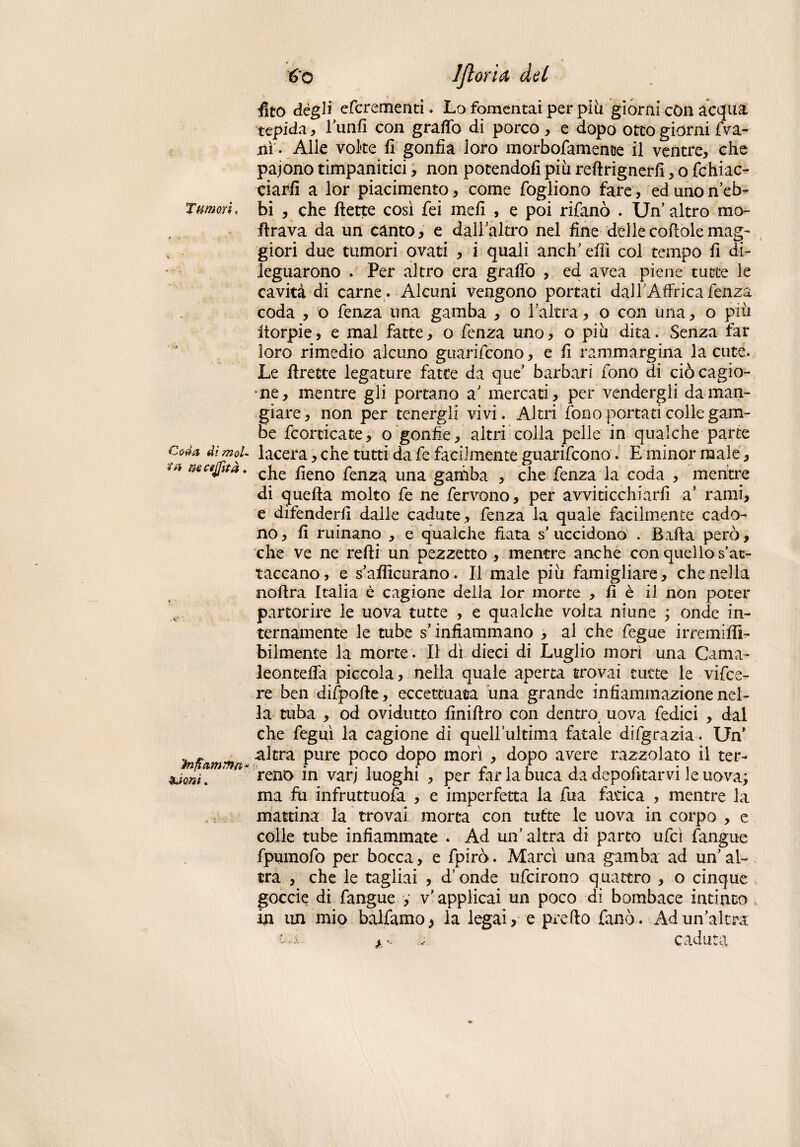 Tumori Cada dimoi- ** mcetfità. infiamma* $J<mi. ó'o IJìoritì dal fitò degli efcrementi. Lo fomentai per piu giorni con acqua tepida, l’unfi con graffo di porco, e dopo otto giorni {Va¬ nì'. Alle volte fi gonfia loro morbofamente il ventre, che pajono timpanitici, non potendoli più reftrignerfi, o fchiac- ciarfi a lor piacimento, come fogliono fare, ed uno n’eb¬ bi , che flette così fei meli , e poi rifanò . Un altro mo¬ rirà va da un canto, e dall’altro nel fine dellecofioìemag¬ giori due tumori ovati , i quali aneli’elfi col tempo fi di¬ leguarono . Per altro era graffo , ed avea piene tutte le cavità di carne . Alcuni vengono portati dall'Affrica fenzà coda , o fenza una gamba , o l’altra, o con una, o più storpie, e mal fatte, o fenza uno, o più dita. Senza far loro rimedio alcuno guarifeono, e fi rammargina la cute. Le Erette legature fatte da que’ barbari fono di ciò cagio¬ ne, mentre gli portano a' mercati, per vendergli da man¬ giare, non per tenergli vivi. Altri fono portati colle gam¬ be fcorticate, o gonfie, altri colla pelle in qualche parte lacera, che tutti da fe facilmente guarifeono. E minor male, che fieno fenza una gamba , che fenza la coda , mentre di quella molto fe ne fervono, per avviticchiarli a’ rami, e difenderli dalle cadute , fenza la quale facilmente cado¬ no, li minano , e qualche fiata s’uccidono . Balla però, che ve ne refti un pezzetto , mentre anche con quello s’at¬ taccano, e s’afiicurano. Il male più famigliare, che nella nollra Italia è cagione della lor morte , fi è il non poter partorire le uova tutte , è qualche volta niune ; onde in¬ ternamente le tube s’ infiammano , al che fegue irremilfi- bilmente la morte. Il dì dieci di Luglio mori una Cama- leonceffa piccola, nella quale aperta trovai tutte le vifice- re ben difpolle, eccettuata una grande infiammazione nel¬ la tuba , od ovidutto finiftro con dentro uova fedici , dal che feguì la cagione di quell’ultima fatale difgrazia. Un’ altra pure poco dopo morì , dopo avere razzolato il ter¬ reno in varj luoghi , per far la buca da depofitarvi le uova; ma fu infruttuofa , e imperfetta la fua fatica , mentre la mattina la trovai morta con tutte le uova in corpo , e colle tube infiammate . Ad un’ altra di parto ufcì fangue fpumofo per bocca, e fpirò. Marcì una gamba ad un’al¬ tra , che le tagliai , d'onde ufeirono quattro , o cinque goccie di fangue , v’applicai un poco di bombace intinto in un mio balfamo, la legai, e predo fanò. Ad un’altra *.r- caduta