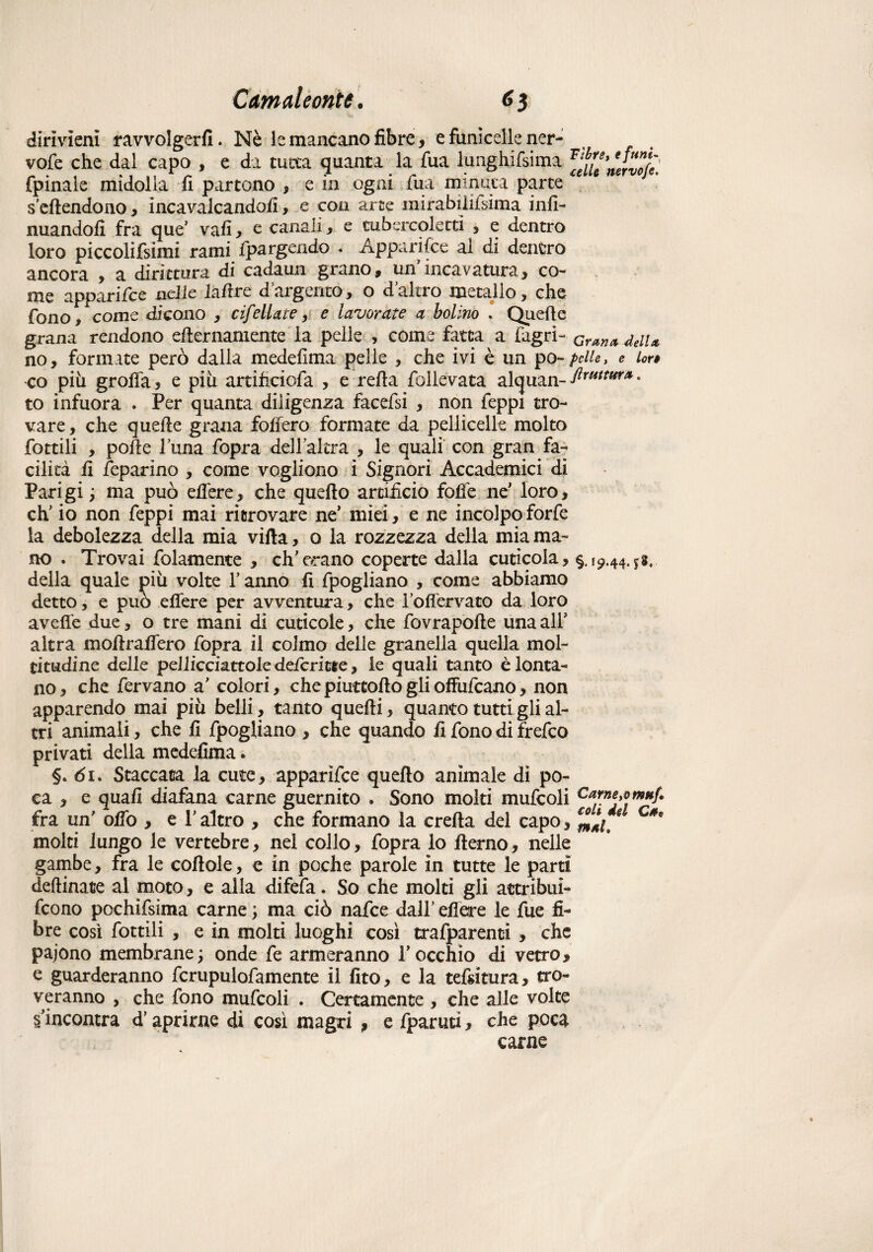 dirìvìenì ravvolgerli. Nè le mancano fibre, e funicelle ner- vofe che dal capo , e da tutta quanta la Tua lunghifsima fpinale midolla fi partono , e in ogni fua minuta parte sedendone, incavalcandoli, e con arte inirabiliisima infi- nuandofi fra que’ vali* e canali, e tubercoletti , e dentro loro piccolifsimi rami fpargendo . Apparisce ai di dentro ancora , a dirittura di cadaun grano, un’incavatura, co¬ me appari fce nelle hftre dargento, o d’altro metallo, che fono, come dicono , cifellate, e lavorate a botino . Quelle grana rendono edernamente la pelle , come fatta a (agri- Gran* dell* no, formate però dalla medelima pelle , che ivi è un po-pelle, e lor# co piu grolla, e piu artifxciofa , e rella foilevata alquan- • to infuora . Per quanta diligenza facefsi , non feppi tro¬ vare , che quelle grana follerò formate da pelliccile molto fottili , polle luna fopra dell’altra , le quali con gran fa¬ cilità li /eparine , come vogliono i Signori Accademici di Parigi ; ma può elTere, che quello artifìcio fofe ne' loro, eh’ io non feppi mai ritrovare ne’ miei, e ne incolpo forfè la debolezza della mia villa, o la rozzezza della mia ma¬ no . Trovai folamente , ch’orano coperte dalla cuticola, §.ip.44.js, della quale più volte l’anno lì fpogliano , come abbiamo detto, e può edere per avventura, che l’odervato da loro avelie due, o tre mani di cuticole, che fovrapolle una ali* altra modradero fopra il colmo delle granella quella mol¬ titudine delle pellicciartele deferitie, le quali tanto è lonta¬ no , che fervano a’ colori, che piuttodo gli offufeano, non apparendo mai piu belli, tanto quelli, quanto tutti gli al¬ tri animali, che fi fpogliano , che quando il fono di frefeo privati della medelima. §.61. Staccata la cute, apparìfee quello animale dì po¬ ca , e quali diafana carne guernito . Sono molti mufcoli Car.»*>**»#/• fra un’ olio , el altro , che formano la creda del capo, ^*1, 9 c*s molti lungo le vertebre, nel collo, fopra lo derno, nelle gambe, fra le codole, e in poche parole in tutte le partì dedinate al moto, e alla difefa. So che molti gli attribui- feono pochifsima carne ; ma ciò nafee dall’ edere le fue fi¬ bre così fottili , e in molti luoghi cosi trafparenti , che pajono membrane; onde fe armeranno l’occhio di vetro, e guarderanno fcrupulofamente il fito, e la tenitura, tro¬ veranno , che fono mufcoli . Certamente , che alle volte Rincontra d’aprirne di così magri , e fparuti, che poca carne