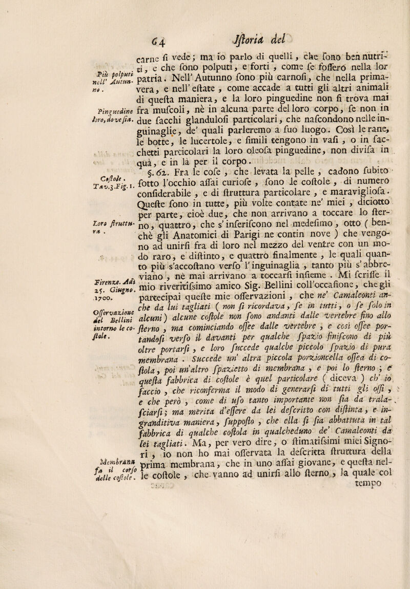 Piti polputi nell' Autun¬ ni>. 'Pinguedine loro, do ve fi a. < ' Coftoie . T&v,$J? ig- I Loro fivuttH- Firenze. Adì zi. Giugno. ,1700» QJferva&io&e del Bellini intorno le co- /ut. Mem brami fa il cotjo delle cojlole. carne fi vede ; ma io parlo di quelli, che fono ben nutri¬ ti, e che fono polputi, e forti , come fe follerò nella lor patria. Nell’ Autunno fono più carnofi, che nella prima¬ vera , e nell’ eftate , come accade a tutti gli altri animali di quella maniera, e la loro pinguedine non fi trova mai fra mufcoìi, nè in alcuna parte del loro corpo, fe non in due facchi glandulofi particolari, che nafcondono nelle in- guinaglie, de' quali parleremo a fuo luogo. Così le rane, le botte, le lucertole, e fimili tengono in vali , o in fac- chetti particolari la loro oleofa pinguedine, non divifa in qua, e in là per il corpo. §. 6z. Fra le cofe , che levata la pelle , cadono fubito 1 fotto rocchio affai curiofe , fono le cortole , di numero confiderabile , e di ftruttura particolare , e maravigliofa. Quelle fono in tutte, più volte contate ne’ miei , diciotto per parte, cioè due, che non arrivano a toccare lo der¬ no , quattro, che $’ inferirono nel medefimo, otto ( ben¬ ché gli Anatomici di Parigi ne contin nove ) che vengo¬ no ad unirli fra di loro nel mezzo del ventre con un mo¬ do raro , e diftinto, e quattro finalmente , le quali quan¬ to più s’accoftano verfo Y inguinaglia , tanto più s’abbre¬ viano , nè mai arrivano a toccarfi inficine . Mi fcriffe il mio riveritifsimo amico Sig. Bellini colloccafione, che gli partecipai quelle mie ortervazioni , che ne Camaleonti an¬ che da lui tagliati ( non fi ricordava, fe in tutti, 0 fe folo in alcuni) alcune coflole non fono andanti dalle vertebre fino allo fierno , ma cominciando offe e dalle vèrtebre , e cosi ejfee por¬ tandoli verfo il davanti per qualche fpazio finifcono di più oltre portar fi , e loro facce de qualche piccolo fpazio di pura membrana » Succede un altra piccola porzione ella offea di co— fida, poi uri altro fpazietto di membrana , e poi lo fierno j e quefla fabbrica di cofiole è quel particolare ( diceva ) eh’ io faccio , che riconferma il modo di generarfi di tutti gli affi , e che però , come di ufo tanto importante non fia da trala- v feiarfi ; ma merita d’effere da lei de ferino con diflinta, e in- gr auditiva maniera, fuppofio , che ella fi fia abbattuta in tal fabbrica di qualche cofiola in qualcheduno de’ Camaleonti da lei tagliati. Ma, per vero dire, o rtimatifsimi miei Signo¬ ri , io non ho mai offervata la deferitta rtrurtura della, prima membrana, che in uno affai giovane, e quella nel¬ le cortole , che vanno ad unirli allo derno > la quale col tempo /