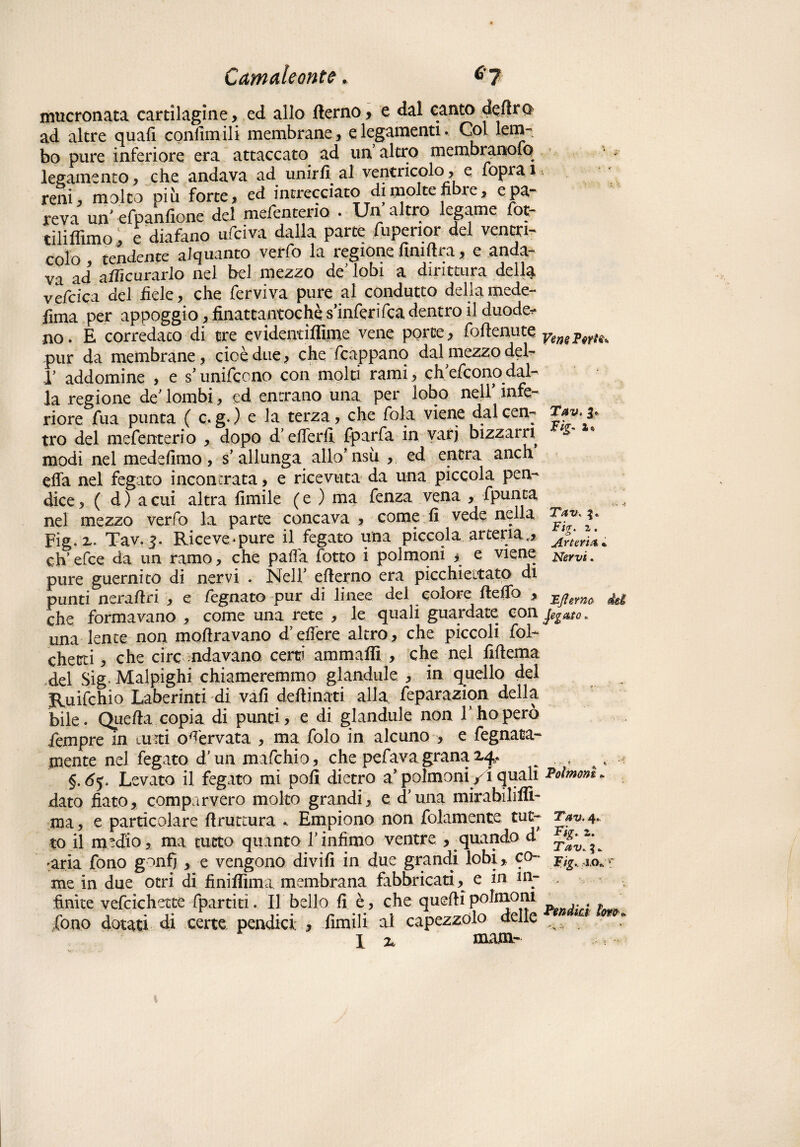 mucronata cartilagine, ed allo flerno , e dal canto ad altre quali confini ili membrane, e legamenti. Col lem¬ bo pure inferiore era attaccato ad un’altro membranoso legamento, che andava ad unirli al ventricolo, e Sopra i reni, molto piu forte, cd intrecciato di molte fibre, e pa¬ reva un’ efpanfione del mesenterio . Un altro legame fot- tilifilmo, e diafano ufeiva dalla parte fupenor del ventri¬ colo tendente alquanto verfo la regione fini lira, e anda¬ va ad afiicurarlo nel bel mezzo de’ lobi a dirittura della vefeiea del fiele, che Serviva pure al condutto della mede¬ sima per appoggio ? finattantoché s’inferifca dentro il duode* no. E corredato di tre evidentiflìme vene porte, fofienute pur da membrane, cioè due, che Scappano dal mezzo deb r addomine , e s’unifeono con molti rami, eh efeono dal¬ la regione de’lombi, ed entrano una per lobo nell’infe¬ riore fua punta ( c. g. ) e la terza, che fola viene dal cen- Tav. i* tro del mesenterio , dopo d’efierfi fparfa in varj bizzarri modi nel medefimo , s’ allunga allo’ nsù , ed entra anch efla nel fegato incontrata, e ricevuta da una piccola pen¬ dice , ( d ) a cui altra limile ( e ) ma Senza vena , Spunta nel mezzo verfo la parte concava , come fi vede nella Tav. ?.. Fig. x. Tav. $. Riceve.pure il fegato una piccola arteria,, eh’ efee da un ramo, che pafia Sotto i polmoni , e viene jsfervì. pure guernito di nervi . Nell’ efierno era picchiettato di punti neraliri , e Segnato pur di linee del colore ftefih , che formavano , come una rete , le quali guardate con fegato, una lente non inoltravano d’efiere altro, che piccoli Sol¬ cherei , che circ ndavano certi ammafli , che nel Alterna del Sig Malpighi chiameremmo glandule , in quello del Ruifchio Laberinti di vali delti nati alla, feparazion della bile. Quella copia di punti, e di glandule non l’ho però Sempre in lUiti ofi'ervata , ma Solo in alcuno , e Segnata- mente nel fegato d'un mafehio, che pefava grana aq., ^ . .. è a t . §.<55. Levato il fegato mi poli dietro a’polmoni/i quali Polmoni» dato fiato, comparvero molto grandi, e d’una mirabilifli- ma, e particolare firuttura Empiono non Solamente tut- Tav.4. to il medio, ma tutto quanto l’infimo ventre , quando d -aria Sono g^nfj , e vengono divifi in due grandi lobi, co- me in due otri di finiflima membrana fabbricati, e in in¬ finite vefcichette Spartiti. Il bello fi è, che quelli polmoni fono dotati di certe pendici , Simili ai capezzolo delle j x marni-