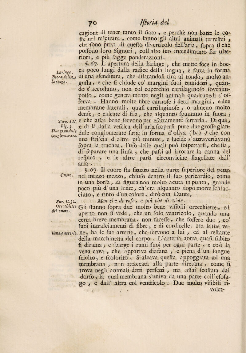 cagione di tener tanto il fiato > e perchè non batte le co* Ile nel refpirare , come fanno gli altri animali terreftri , che fono privi di quello diverticolo dellaria, fopra il che poflòno loro Signori , collalto fuo intendimento far ulte¬ riori, e piu fagge ponderazioni. §. 6y. L apertura della laringe , che mette foce in boc- larinre. Poco lun.gì dalla radice della lingua, è fatta in forma Becca delltLj^ di una sfendicura, che dilatandofi tira al tondo, molto an- laringe* galla, e che fi chiude co’ margini Tuoi «umidetri , quan¬ do s'accodano, non col coperchio cardiaginofo fovraim- podo , come generalmente negli animali quadrupedi s' off ferva . Hanno molte fibre carnofe i detti margini, e due membrane laterali, quali cartilaginofe , o almeno molto denfe, e calcate di fila, che alquanto fpuntano in fuora , Tav. i li. c che affai bene fervono per efattamente ferrarla. Di qua, 3- e di là dalla vefcica dell'aria fcoperfi pure due groffe glan- Due gl andai e ju}e COnglomerate fatte in forma d'oliva (b. b. ) che con Conglomerate, n t- v i • \ • i > r una llrifeia d altre piu minute, e lucide s attraverfavano fopra la trachea, l’ufo delle quali può fofpettarfi, che Ila, di feparare una linfa , che pafsi ad irrorare la canna del refpiro , e le altre parti circonvicine flagellate dalY aria . §. 67. Il cuore da fituato nella parte fuperìore del petto Cuore.. nei mezzo mezzo, chiufo dentro il fuo pericardio, come in una bordi, di figura non molto acuta in punta, grande poco piu d’una lente, ch’era alquanto dopo morte fchiac- ciato, e tinto d’un colore, dirò con Dante, Pur. c.31. Men che di rofe, e niù che di viole . orecchiette. Qfi danno fopra due molto bene vifibili orecchiette, ed 'e cuore' aperto non fi vede , che un folo ventricolo, quando una certa breve membrana , non faceffe, che foffero due , co' Tuoi intralciamenti di fibre, e di cordicelle. Ha lefue ve- tw>earterie, ne, ha le fue arterie, che fervono a lui , ed al redante della macchinetta del corpo . L’arteria aorta quafi dubito fi dirama, e fparge i rami fuoi per ogni parte , e così la vena cava , che appariva diafana , e piena d’un fangaie fciolto, e {colorito ♦, S- alzava queda appoggiata ad una membrana , non attaccata alla parte direcana , come fi. trova negli animali detti perfetti , ma affai frodata dal dorfo, la qual membrana s’univa da una parte colf efofa- go , e dall’ altra col ventricolo . Due molto vifibili ri- - : ' . - volet-