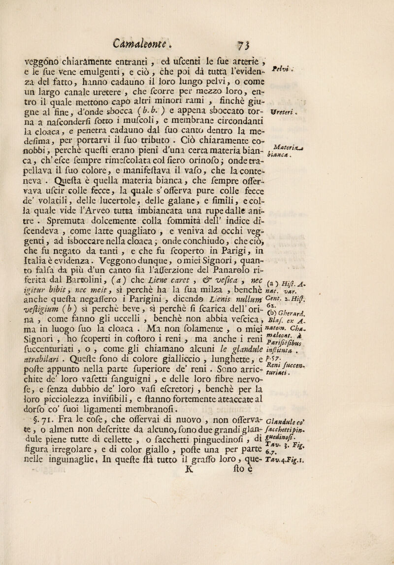 veggono chiaramente entranti , ed ufcenti le fue arterie , e le fue vene emulgenti, e ciò , che poi dà tutta leviden- * za dei fatto, hanno cadauno il loro lungo pelvi, o come un largo canale uretere , che fcorre per mezzo loro, en¬ tro il quale mettono capo altri minori rami , finché giu- gne al fine, d'onde sbocca ( b. b. ) e appena sboccato tor- Ureteri* na a nafeonderfi forco i mufcoli, e membrane circondanti la cloaca, e penetra cadauno dal fuo canto dentro la me- delfina, per portarvi il fuo tributo . Ciò chiaramente co¬ nobbi , perchè quelli erano pieni d una cerca materia bian- bUnca^ ca, eh’ efee fempre rimefcolata col fiero orinofo ; onde ap¬ pellava il fuo colore, e manifellava il vafo, che la conte¬ neva . Quella è quella materia bianca, che fempre olfer- va va ufeir colle fecce, la quale s’olferva pure colle fecce de' volatili, delle lucertole, delle galane, e limili, e col¬ la quale vide l’Arveo tutta imbiancata una rupe dalle ani¬ tre . Spremuta dolcemente colla fommità dell’ indice di¬ fendeva , come latte quagliato , e veniva ad occhi veg¬ genti, ad isboccare nella cloaca ; onde conchiudo, che ciò, che fu negato da tanti , e che fu feoperto in Parigi, in Italia è evidenza. Veggono dunque, o miei Signori, quan¬ to falfa da piu d’un canto Ila l’alferzione del Panarolo ri¬ ferita dal Bardolini, (a) che tiene caret , & ve fica , nec ^ igitur bibit, nec meit, sì perchè ha la fua milza , benché nat. var. anche quella negaffero i Parigini , dicendo Lienis nullum Cent- 2- vefiigium (b) sì perchè beve, sì perchè fi fcarica dell’ori- (b>cherard na , come fanno gli uccelli , benché non abbia vefcica, su/ cxa', ma in luogo fuo la cloaca . Ma non folamente , o mieinatom- cha~ Signori , ho feoperti in colloro i reni , ma anche i reni ’parifìèfibt fuccenturiati , o , come gli chiamano alcuni le glandule inflittila, . atr ab ilari . Quelle fono di colore gialliccio , lunghette, e M7: polle appunto nella parte fupcriore de* reni » Sono arric- fur/éju^ chite de' loro vafetti fanguigni , e delle loro fibre nervo- fe, e fenza dubbio de’ loro vali eferetorj , benché per la loro picciolezza invifibili, e Hanno fortemente attaccate al dorfo co’ fuoi ligamenti membrane!!. ■§.71. Fra le cofe, che olfervai di nuovo , non olferva- Glandule co* te, o almen non deferitte da alcuno, fono due grandi gloh- faccfottipu* dule piene tutte di cellette , o bacchetti pinguedinofi , di figura irregolare , e di color giallo , polle una per parte 6*™' nelle inguinaglie, In quelle ftà tutto il graffo loro, que- Tav.^.Tig.i. K ilo è