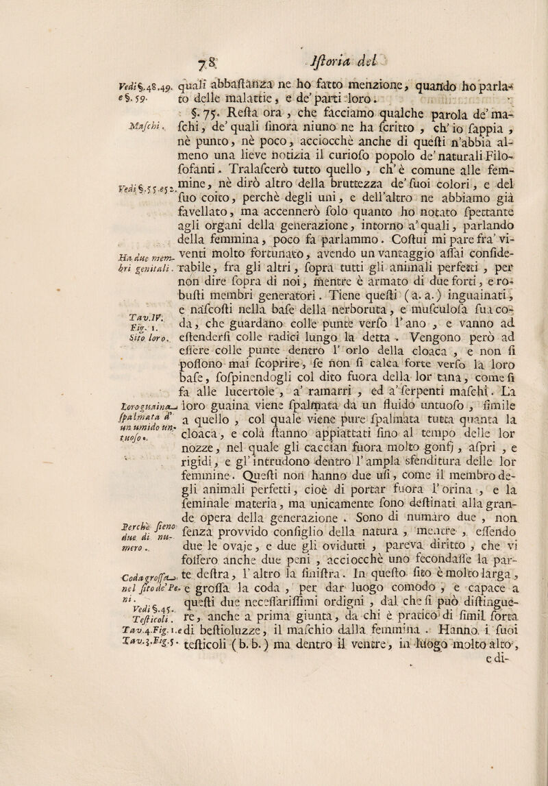 Majchì Vm%SS-ei' Ha due- vnm- Tav.1V. £/V. i. . <-» ' Sito lor o = Iftoria* del Vedi%48.4^ quali abbaffàhza ne ho' fatto, menzione, quando ho parla* £§•59- co delle malattie, e de’parti loro. *; §.75» Refta ora, che facciamo qualche parola de ma¬ rchi , de quali linora niuno ne ha fcritto , eh’ io fappia , nè punto, nè poco, acciocché anche di quelli n abbia al¬ meno una lieve notizia il curiofo popolo de'naturali Filo- fofanti.. Tralafcerò tutto quello , eh è comune alle fem¬ mine , nè dirò altro della bruttezza de' fuoi colori, e del fuo coito, perchè degli uni, e delfaltro ne abbiamo già favellato, ma accennerò folo quanto ho notato fpettante agli organi della generazione, intorno acquali, parlando della femmina, poco fa parlammo. Collui mi pare fra’ vi¬ venti molto fortunato, avendo un vantaggio affai conlide- kri genitali. cabile, fra gli altri, fopra tutti gli animali perfetti , per non dire fopra di noi, mentre è armato di due forti, e ro^ bulli membri generatori. Tiene quelli (a. a.) inguantati, e nàfcolli nella bafe della nerboruta, e mufculofa fua co¬ da , che guardano colle punte verfo F ano , e vanno adì elleaderll colle radici lungo la detta -. Vengono però ad effere colle punte dentro F orlo della cloaca , e non li poffono mai feoprire, fe non li calca forte verfo la loro bafe, fofpinendogli col dito fuora della lor tana, come fi fa alle lucertole , a’ ramarri , ed a’ ferpenti m afe hi. La Zcrogmina-j. loro guaina viene fpalftiata da un fluido untuofo , limile (palmata d' a quello , col quale viene pure fpalmata tutta quanta la om' cloaca, e colà Hanno appiattati lino al tempo delle lor nozze, nel quale gli caccian fuora molto gònf), afpri , e ’ rigidi, e gf intrudono dentroTampia sfenditura delle lor femmine. Quelli non hanno due uli, come il membro de¬ gli animali perfetti, cioè di portar fuora l’orina , e la feminale materia, ma unicamente fono deltinati alla gran¬ de opera della generazione . Sono di numàro due , non dae^dì nu- fcaza provvido conliglio della natura , mentre , effendo merodue le ovaje, e due gli ovidutti , pareva, diritto , che vi follerò anche due peni , acciocché uno fecondaffe la par- Cada gròffet-z- te delira, l'altro la liiiiftrà. In quello, fito è molto larga, nel fitodePe* e groffa, la coda , per dar luogo comodo , e capace a ni'Ved-c quelli due neceffariffimi ordigni , dal cheli può diftinguè- Teftìcoll*. re, anche a prima giunta, da chi è pratico* di liinil forra Tav ^.Fig' i.edi bellioluzze, il mafehio dalla femmina . Hanno, i Tuoi Xav.ì.Fig.5. teflicoli (b. b.) ma dentro il ventre , in luogo molto alto, e di-