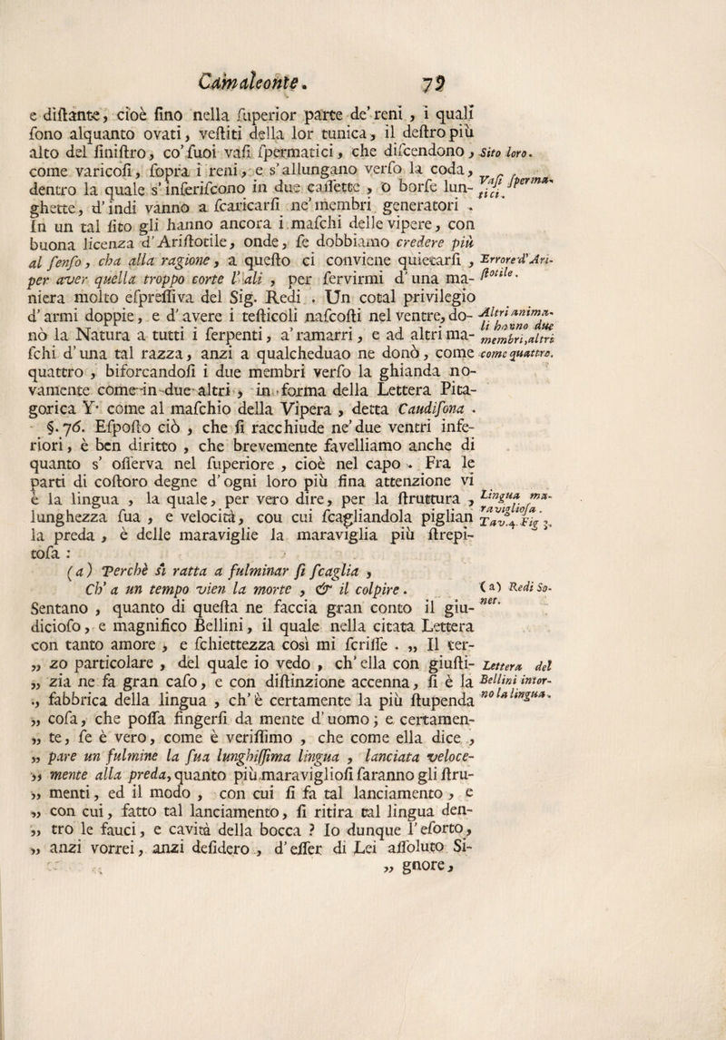 e difterite, cioè fino nella fuperior parte de'reni , i quali fono alquanto ovati, veiliti della ior tunica, il deliro più alto del finiflro, co'Tuoi vafi fpermatici, che difcendono, sito loro, come varicofi, fopra i reni, e s'allungano verfo la coda, dentro la quale s’mferifcono in due calle tee , o borfe lun- t “fi JPerm*' ghette, d’indi vanno a francarli ne’membri generatori * In un tal fico gli hanno ancora i.mafchi delle vipere, con buona licenza d’Annotile, onde, fe dobbiamo credere piu al fenfo, eh a dia ragione, a quello ci conviene quietarli , Errore’d'Jrh per aver quella troppo corte V ali , per fervirrni d'una ma- niera molto efpreffiva del Sig. Redi * Un cotal privilegio d’anni doppie, e d’avere i tefticoli nafcofli nel ventre, do- -Altri no la Natura a tutti ì ferpenti, a ramarri, e ad altri ma- membnMtri fchi d’una tal razza, anzi a qualeheduao ne donò, come.comequatt™. quattro , biforcandoli i due membri verfo la ghianda no- vamente còme in due* altri , in-forma della Lettera Pita¬ gorica Y* come al mafehio della Vipera , detta Caudifona . §.76. Efpoflo ciò , che fi racchiude ne’due ventri infe¬ riori , è ben diritto , che brevemente favelliamo anche di quanto s’ offerva nel fuperiore , cioè nel capo * Fra le parti di colloro degne d’ogni loro piu fina attenzione vi è la lingua , la quale, per vero dire, per la flruttura , ltnguf. /**- lunghezza fua , e velocita, cou cui Ragliandola piglian la preda , è delle maraviglie la maraviglia più flrepi- tofa : (a) Ter che sì ratta a fulminar fi fcaglia , Ch* a un tempo vien la morte , & il colpire. IRdi so. Sentano , quanto di quella ne faccia gran conto il giu- mt‘ diciofo, e magnifico Bellini, il quale nella citata Lettera con tanto amore , e fchiettezza così mi fcrilfe . „ Il ter- „ zo particolare , del quale io vedo , eh’ ella con giufli- lettera del „ zia ne fa gran cafo, e con diflinzione accenna, fi è la Bellini intor- fabbrica della lingua , eh’è certamente la più ftupenda no „ cofa, che polla fingerli da mente d'uomo; e certamen- ,, te, fe è vero, come è veriflimo , che come ella dice , „ pare un fulmine la fua lunghiffima lingua , lanciata veloce- 35 mente alla preda, quanto più maravigliofi faranno gli flru- „ menti, ed il modo , con cui fi fa tal lanciamento , e „ con cui, fatto tal lanciamento, fi ritira tal lingua den- „ tro le fauci, e cavità della bocca ? Io dunque V eforto, „ anzi vorrei, anzi defidero , d’efier di Lei afiòIutQ Si- r .. „ gnore .