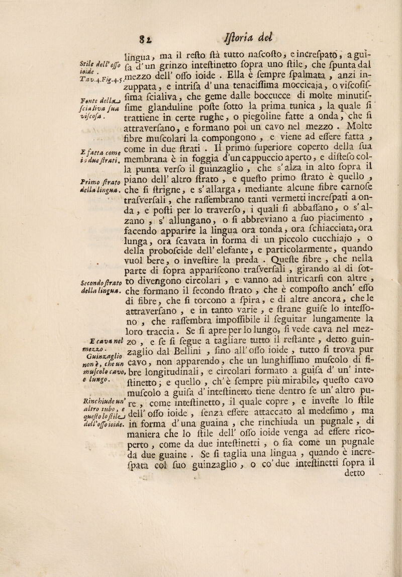 g t, JJìoria del lingua, ma il retto ftà tutto nafcotto, e increfpató, a guì- Stìledell’ejfo fa j'un grinzo inteftinetto fopra uno Itile, che fpuntadal Tal à f?> 4.y mezzo dell’ offo ioide . Ella è Tempre fpalmata , anzi in¬ zuppata, e intrifa d’una tenaciflìma moccicala, ovifcofif- ¥mte dellsLj fima fcialiva, che geme dalle boccucce di molte minutif- fcUJha fu* lime gianduii ne porte fotto la prima tunica , la quale fi vìjco/a. trattiene in certe rughe, o piegoline fatte a onda, che fi atcraverfano, e formano poi un cavo nel mezzo . Molte fibre mufcolari la compongono , e viene ad effere fatta , e Utta come come i11 ^ue rtrati . Il primo fuperiore coperto della fua i* due,{irati, membrana è in foggia d’un cappuccio aperto, e dirtefo col¬ la punta verfo il guinzaglio , che s’alza in alto fopra il jvrimo fìrato piano dell’altro ftrato , e quefto primo Arato è quello , deiulingua. che fi ftrigne, e s’allarga, mediante alcune fibre carnofe trafverfali, che rafiembrano tanti vermetti increfpati a on¬ da , e porti per lo traverfo, i quali fi abballano, o s al¬ zano , s’ allungano, o fi abbreviano a fuo piacimento , facendo apparire la lingua ora tonda, ora fchiacciata, ora lunga, ora fcavata in forma di un piccolo cucchiaio , o delia probofcide dell’ elefante, e particolarmente, quando vuol bere, o invertire la preda . Quelle fibre , che nella parte di fopra apparirono trafverfali , girando al di fot- secondo,firato to divengono circolari , e vanno ad intricarli con altre , della lingua, che formano il fecondo rtrato , che e comporto aneli elio di fibre, che fi torcono a fpira, e di altre ancora, che le attraverfano , e in tanto varie , e Arane guife lo intelfo- no , che raffembra imponibile il feguitar lungamente la loro traccia* Se fi apre per lo lungo, fi vede cava nel incz- e cava nel z0 , e fe fi fegue a tagliare tutto il reilante , detto guin- • zaglio dal Bellini , fino all’orto ioide , tutto fi trova pur nònTfcheun cavo, non apparendo, che un lunghiffimo mufcolo di fi- ir.ujcoU cavo, bre longitudinali, e circolari formato a guila d un inte- « l»H°- Umetto; e quello , eh’è Tempre più mirabile, quefto cavo mufcolo a guifa d’inteftinetto tiene dentro fe un’ altro pu- Rinchiude un1 re , come inteftinetto, il quale copre , e invefte lo Itile TueVhfiila dell’ olio ioide , lenza effere attaccato al medefimo , ma deil’ojfo ioide. in forma d’una guaina , che rinchiuda un pugnale , di maniera che lo Itile dell’ orto ioide venga ad edere rico¬ perto , come da due inteftinetti , o fia come un pugnale da due guaine * Se fi taglia una lingua , quando è incre- fpata col fuo guinzaglio , o co’ due iatertinetti fopra il detto