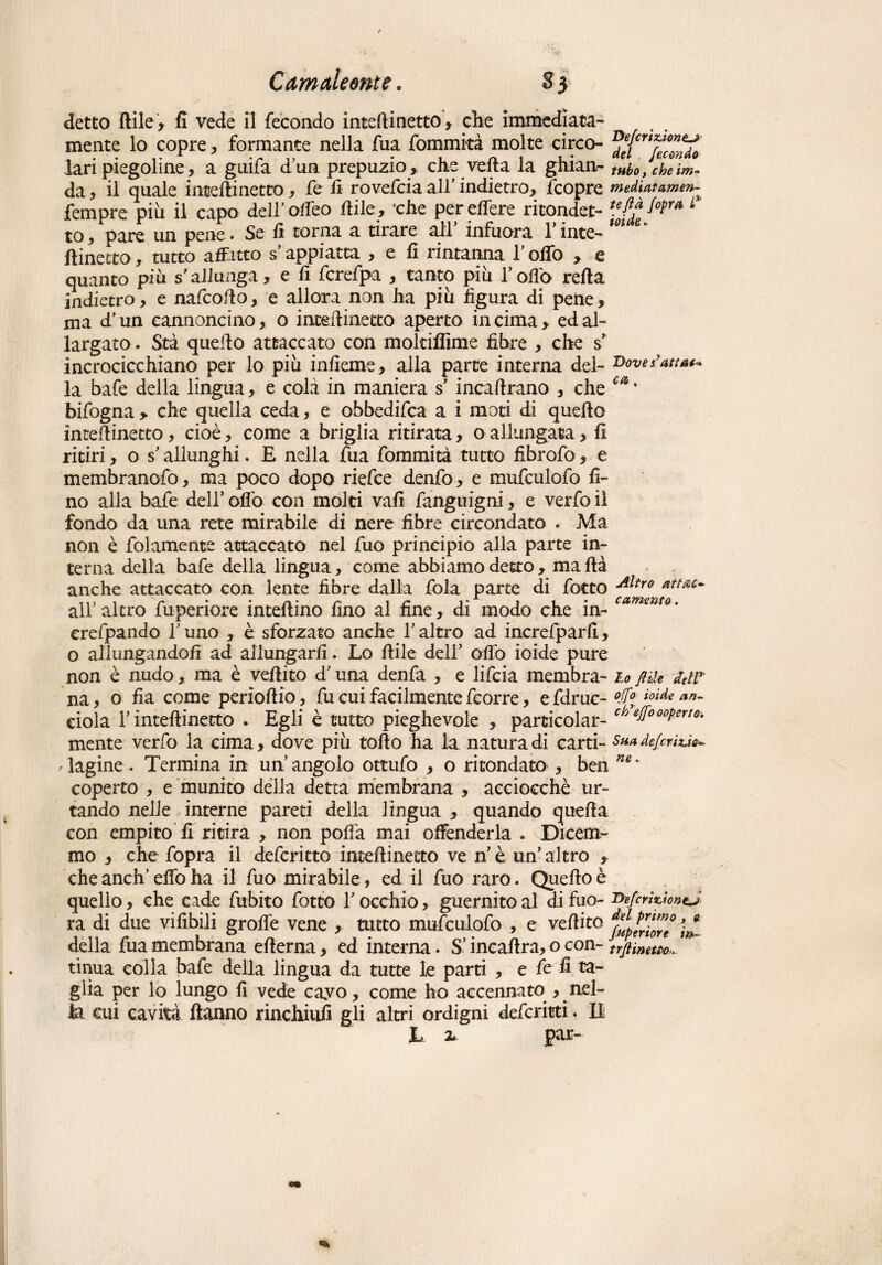 detto ItileV fi vede il fecondo intellinetto , che immediata¬ mente lo copre , formante nella fua fommità molte circo- ^{crtfec0^f& lari piegoline, a guifa d’un prepuzio, che velia la ghian- tubo, cheim- da ., il quale intellinetto, fe li rovefcia all’indietro, Scopre mediatamene Sempre piu il capo dell’ olfeo Itile, ‘che perelfere ritondet- te0fdàJopm L: to, pare un pene . Se fi torna a tirare all infuora 1 inte- flinetto, tutto affitto s appiatta , e li rintanna 1 offo , c quanto più s allunga, e fi fcrefpa , tanto più follo reità indietro, e nafcoflo, e allora non ha più figura di pene, ma d’un cannoncino, o intellinetto aperto in cima, ed al¬ largato. Sta quello attaccato con moltiffime fibre , che $ incrocicchiano per lo più inficine, alla parte interna del- Doves-att**+ la bafe della lingua, e colà in maniera s’ incaftrano , che ca * bifogna, che quella ceda, e obbedisca a i moti di quello intellinetto, cioè, come a briglia ritirata, o allungata, fi ritiri, o s’allunghi. E nella fua fommità tutto fibrofo, e membranoso, ma poco dopo riefce denfo, e mufculofo fi¬ no alla bafe dell’ offo con molti vali Sanguigni, e verfo il fondo da una rete mirabile di nere fibre circondato . Ma non è Solamente attaccato nel fuo principio alla parte in¬ terna della bafe della lingua, come abbiamo detto, mafia anche attaccato con lente fibre dalla fola parte di Sotto Altr0 *ttM~ all’altro Superiore inteflino fino al fine, di modo che in- camtnt0, erefpando Y uno , è sforzato anche Y altro ad increfparfi, o allungandoli ad allungarli. Lo flile dell’ oliò ioide pure non è nudo, ma è veflito d’una denfa , e lifcia membra- io fi ih deli* na, o fia come perìoflio, fu cui facilmente Scorre, efdruc- °Jf°y'ioide an- eiola l’intellinetto . Egli è tutto pieghevole , particolar- cheJJ'000Pert(h mente verfo la cima, dove più tallo ha la natura di carti- Su* deferiti*- lagine. Termina in un’angolo ottufo , o rifondato , ben ne' coperto , e munito della detta membrana , acciocché ur¬ tando nelle interne pareti della lingua , quando quella con empito fi ritira , non polla mai offenderla . Dicem¬ mo , che Sopra il deferitto intellinetto ve n’è un’altro , che anch’elfo ha il fuo mirabile, ed il fuo raro. Quello è quello, che cade Subito Sotto Y occhio, guernito al di fuo- BefcridoneJ ra di due vifibili grolle vene , tutto mufculofo , e veflito della fua membrana eflerna, ed interna. S’incaflra, o con- trjnmm-, tinua colla bafe della lingua da tutte le parti , e fe fi ta¬ glia per lo lungo fi vede cayo, come ho accennato , nel¬ la cui cavità Hanno rinchiufi gli altri ordigni deferitti. Il h z par- fi ito-