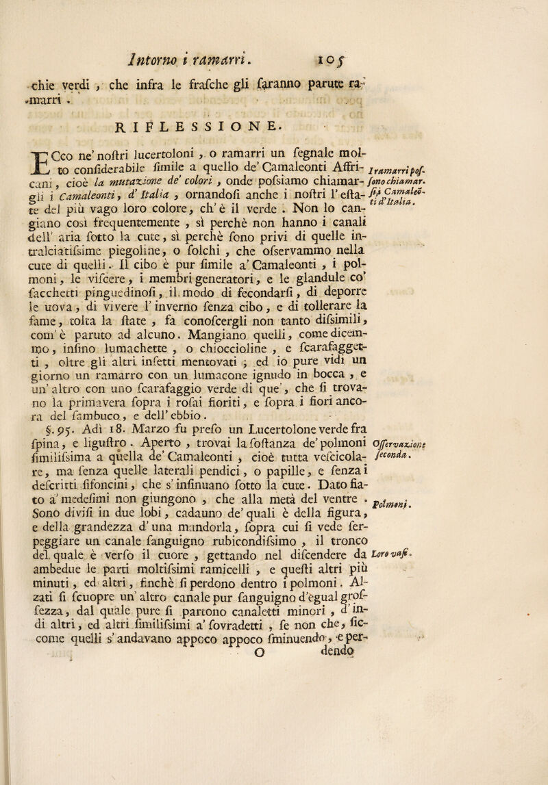 chie verdi , che infra le frafche gli faranno parate ra; amarri. RIFLESSIONE, ECco ne’nofiri lucertoloni o ramarri un fegnale mol¬ to confiderà bile limile a quello de’ Camaleonti Affri- lmmarrip0f cani 9 cioè la mutazione de colori , onde pofsiamo chiamar- fonochiamar. eìi i Camaleonti , d’Italia , ornandoli anche i noftri ! ella- fife***?1*9' te del piu vago loro colore, eh e il verde . Non lo can- giano così frequentemente , si perchè non hanno i canali deir aria fotta la cute, sì perchè fono privi di quelle in¬ tralci atifsìme piegolme, o folchi , che ofservammo nella cute di quelli. Il cibo è pur limile a’ Camaleonti , i pol¬ moni, le vifeere, i membri generatori , e le glandule co* Tacchetti pingue dinofi, il. modo di fecondarli , di deporre le uova, di vivere l’inverno fenza cibo, e di tollerare la fame, tolta la fiate , fa conofcergli non tanto difsimili* corn è partito ad alcuno. Mangiano quelli, come dicem¬ mo , infino lumachette , o chioccioline , e fcarafagget- ti , oltre gli altri infetti mentovati y ed io pure vidi un giorno un ramarro con un lumacone ignudo in bocca , e un’altro con uno Scarafaggio verde di que, che lì trova¬ no la primavera fopra i rofai fioriti, e fopra i fiori anco¬ ra del Tambuco, e dell/ebbio. §. P5- Adi 18. Marzo fu prefo un Lucertolone verde fra fpina j e liguftro. Aperto , trovai la foftanza de’ polmoni ojfervadone fimilifsima a quella de’Camaleonti > cioè tutta vefcicola- fionda. re, ma fenza quelle laterali pendici, o papille, e fenza i deferirti fifoncini, che s’insinuano fotto la cute. Dato fia¬ to a medefimi non giungono , che alla metà del ventre « $Gtm9nc Sono divill in due lobi, cadauno de’ quali è della figura, e della grandezza d’una mandorla, fopra cui li vede fer- peggiare un canale fanguigno rubicondifsimo , il tronco del quale è verfo il cuore , gettando nel difeendere da lorovafa* ambedue le parti moltifsimi ramicelli , e quelli altri piu minuti, ed altri, finché fi perdono dentro i polmoni. Al¬ zati fi fcuopre un altro canale pur fanguigno d’ègual grof- fezza, dal quale pure fi partono canaletti minori , d’in¬ di altri, ed altri fimiiifsimi a fovradetti , fe non che* fic- come quelli s’andavano appoco appoco (minuendo > e per- O dendo