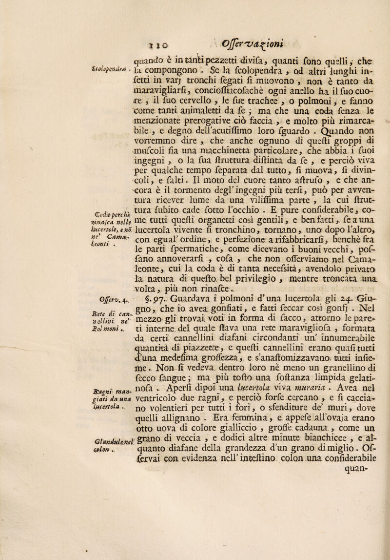 iio Ojfer'va^ioni quando è in tanti pezzetti divifa, quanti fono quelli, che $Mhpmdm. Xa compongono . Se la fcolopendra , od altri lunghi in¬ fetti in varj tronchi fegati fi muovono , non è tanto da maravigliarli, concioflìacofachè ogni anello ha ilfuocuo¬ re , il fuq cervello , le fue trachee , o polmoni, e fanno come tanti animaletti da fe -, ma che una coda fenza le menzionate prerogative ciò faccia , e molto più rimarca¬ bile , e degno deU’acutiffimo loro fguardo . Quando non vorremmo dire , che anche ognuno di quelli groppi di -mufcoli ila una macchinetta particolare, che abbia i fuoi ingegni , o la fua bruttura diftinta da fe , e perciò viva per qualche tempo feparata dal tutto, li muova, li divin¬ coli , e falti. Il moto del cuore tanto aftrufo , e che an¬ cora è il tormento degl’ingegni più tedi, può per avven¬ tura ricever lume da una viliffima parte , la cui ftrut- » , , v tura fubito cade fotto rocchio . E pure confiderabile, co- mm/ca nelle me tutti quelli organetti cosi gentili, e ben ratti,, le a una hip ertolet e no, lucertola vivente fi tronchino, tornano, uno dopolalcro, ne cama:. con eguaf ordine, e perfezione a rifabbricarli , benché fra keonu r * i i- • t - i • r- le parti fpermatiche, come dicevano 1 buoni vecchi, pof~ fano annoverarli , cofa , che non oflerviamo nel Cama¬ leonte , cui la coda è di tanta necefsità, avendolo privata la natura di quello, bel privilegio , mentre troncata una volta, più non rinafee* ojferv.,4; §*P7* Guardava i polmoni d'una lucertola gli 24. Giu- „ gno, che io avea gonfiati, e fatti feccar così gonfi . Nel neliini ne' mezzo gli trovai voti in forma di lacco, attorno le pare¬ vo/ moni., ti interne del quale flava una rete maravigliofa , formata da certi cannellini diafani circondanti un innumerabile quantità di piazzette , e quelli cannellini erano quali tutti d una medefima grolìezza, e s anaftomizzavano tutti infic¬ ine. Non E vedeva dentro loro nè meno un granellino di fecce fangue ; ma più tollo una foflanza limpida gelati- nofa . Aperfi dipoi una lucertola viva muraria . Avea nel giati da una ventricolo due ragni , e perciò ione cercano , e fi caccia- lwertola.. n0 volentieri per tutti i fori, o sfenditure de’ muri, dove quelli allignano . Era femmina, e appefe allovaja erano otto uova di colore gialliccio , grolfe cadauna , come un Glanduh nel Srzn0 di veccia , e dodici altre minute bianchicce , e al- &lon . quanto diafane della grandezza dun grano di miglio. Of- fervai con evidenza nell’ intellino colon una confiderabile