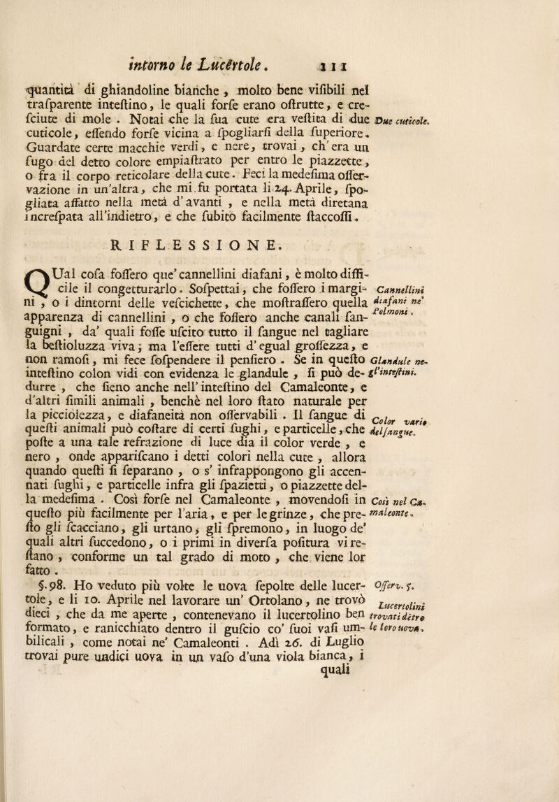 intorno le Lucèrtole. quantità di ghiandoline bianche , molto bene vifìbili nei trafparente inteftino, le quali forfè erano oftrutte, e cre- feiute di mole . Notai che la fua cute era vellica di due Due cuticole. cuticole, offendo forfè vicina a fpogliarfi della fuperiore* Guardate certe macchie verdi, e nere, trovai, ch'era un fugo del detto colore empiaftrato per entro le piazzette, o fra il corpo reticolare della cute. Feci la medelìma offer- vazione in un altra, che mi.fu portata li 24. Aprile, fpo- gliata affatto nella metà d’avanti , e nella metà diretana mcrefpata all'indietro, e che fubito facilmente llaccoflL RIFLESSIONE. QUal cofa foffero que'cannellini diafani, è molto diffi¬ cile il congetturario * Sofpettai, che foffero i margi- Cannellini ni , o i dintorni delle vefcicherce, che moftraffero quella ***' apparenza di cannellini , o che foffero anche canali fan- Fe moM ‘ guigni , da' quali foffe ufeito tutto il fangue nel tagliare la beffi olu zza viva ; ma 1'effere tutti d'egual groffezza, e non ramofì, mi fece fofpendere il penfiero - Se in quello Gl andai e ne- inteftino colon vidi con evidenza le glandulc , lì può de- gdntefitm. durre , che fieno anche nell’inteftino del Camaleonte, e d’altri fimili animali , benché nel loro flato naturale per la picciolezza, e diafaneità non offervabili . Il fangue di Col quelli animali può collare di certi fughi, e particelle, che del/angui] polle a una tale refrazione di luce dia il color verde , e nero , onde apparivano i detti colori nella cute , allora quando quelli fi feparano , o s' infrappongono gli accen¬ nati fughi, e particelle infra gli fpazietti, o piazzette del¬ la medelìma . Così forfè nel Camaleonte , movendoli in Così nel cs- quello più facilmente per l’aria, e per le grinze, chepr Ilo gli {cacciano, gli urtano > gli fpremono, in luogo de8 quali altri fuccedono, o i primi in diverfa politura vi re¬ nano , conforme un tal grado di moto , che viene lor fatto . §• 93. Ho veduto piu volte le uova fepolte delle lucer- ojfcrv. y. tole, e li io. Aprile nel lavorare un' Ortolano, ne trovò ummiìnì dieci , che da me aperte , contenevano il lucertolino ben trovati ditre formato, e ranicchiato dentro il gufeio co' fuoi vali um- k loro nova, bilicali , come notai ne' Camaleonti . Adì z6. di Luglio trovai pure undici uova in un vafo duna viola bianca, i quali vane