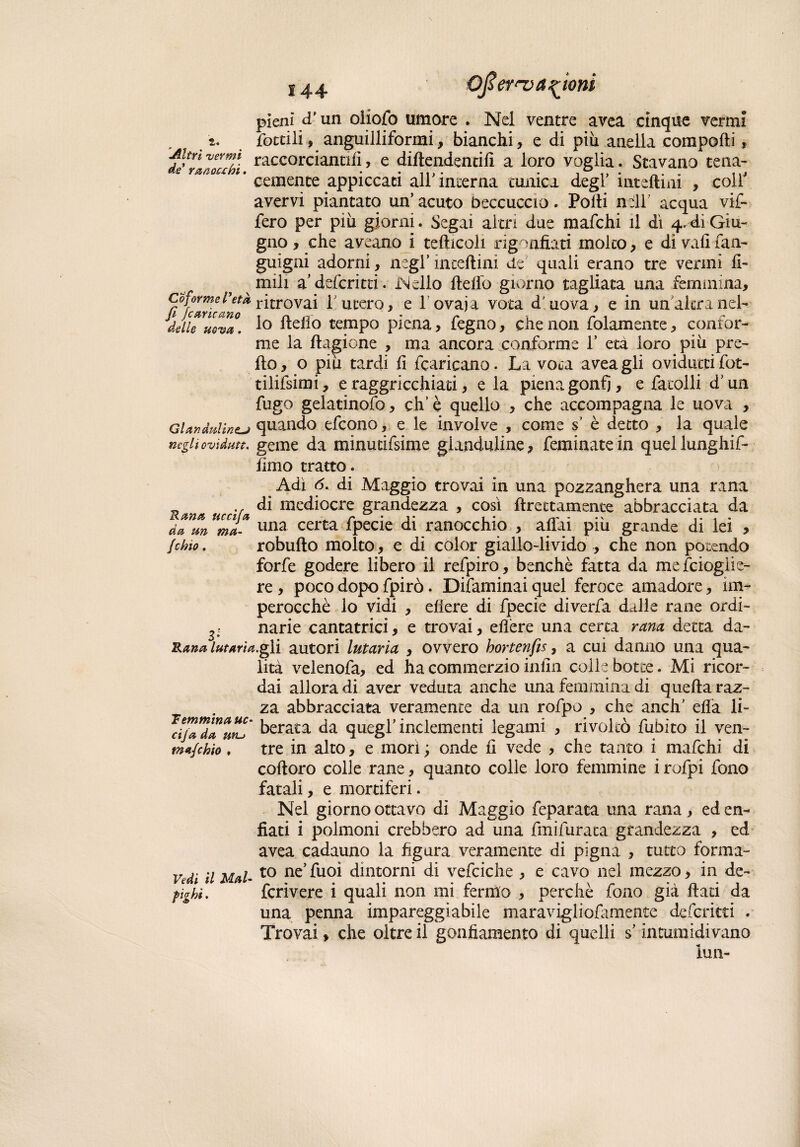 S44 Ojier valloni 2. Altri vermi de radocchi. pieni d'un oliofo umore . Nei ventre avea cinque vermi fottili, anguilliformi, bianchi, e di piu aaeila comporti, raccorcianniì, e diftendencifi a loro voglia. Stavano tena¬ cemente appiccati all interna tunica degl’ inteftini , coir avervi piantato un’ acuto beccuccio. Porti nell acqua vif- fero per piu giorni. Segai altri due mafchi il dì 4,di Giu¬ gno , che aveano i tefticoli rigonfiati molto, e di vali fan- guigni adorni, negl’ incertini de quali erano tre venni li¬ mili a’deferita . Nello ftelfo giorno tagliata una femmina. Co forme l’età ritrovai 1 utero, e 1 ovaia vota d'uova, e in un'altra nel- delìTuova. i° delio tempo piena, fegno, che non fidamente, confor¬ me la finzione , ma ancora conforme 1’ età loro piu pre- fto, o piu tardi fi fiancano. La vota aveagli oviduttifot- tilifsimi, e raggricchiati, e la piena gonfi, e facolli d'un fugo gelatinoso, eh’ è quello , che accompagna le uova , GUnduiinzj quando efeono, e le involve , come s' è detto , la quale negli ovìdun. geme da minutifsime gianduline, feminatein quellunghif- fimo tratto. Adì 6. di Maggio trovai in una pozzanghera una rana di mediocre grandezza , così ftrettamente abbracciata da una certa fpecie di ranocchio , aliai piu grande di lei 9 robufto molto, e di color giallo-livido , che non potendo forfè godere libero il refpiro, benché fatta da me Scioglie- re, poco dopo fpirò. Difaminai quel feroce amadore, im¬ perocché lo vidi , eliere di fpecie diverfa dalle rane ordi- narie cantatrici, e trovai, eflére una certa rana detta da- Rana lutaria.gli autori lutarla , ovvero hortenfis, a cui danno una qua¬ lità velenofa, ed ha commerzio infin colle botte. Mi ricor¬ dai allora di aver veduta anche una femmina di quella raz¬ za abbracciata veramente da un rofpo , che aneli' ella li- * il*™a uni' berata da quegl inclementi legami , rivoltò fubìto il ven- mafehio. tre in alto, e mori ; onde fi vede , che tanto i mafchi di coftoro colle rane, quanto colle loro femmine i rofpi fono fatali, e mortiferi. Nel giorno ottavo di Maggio feparata una rana, ed en¬ fiati i polmoni crebbero ad una fmifurata grandezza , ed avea cadauno la figura veramente di pigna , tutto forma- Vedi il Mal- t0 ne>fu°ì dintorni di vefciche , e cavo nel mezzo, in de- fìghi. fcrìvere i quali non mi fermo , perchè fono già flati da una penna impareggiabile maravigliofamente deferita . Trovai, che oltre il gonfiamento di quelli s intumidivano lun- Rana uccifa da un ma- [duo,