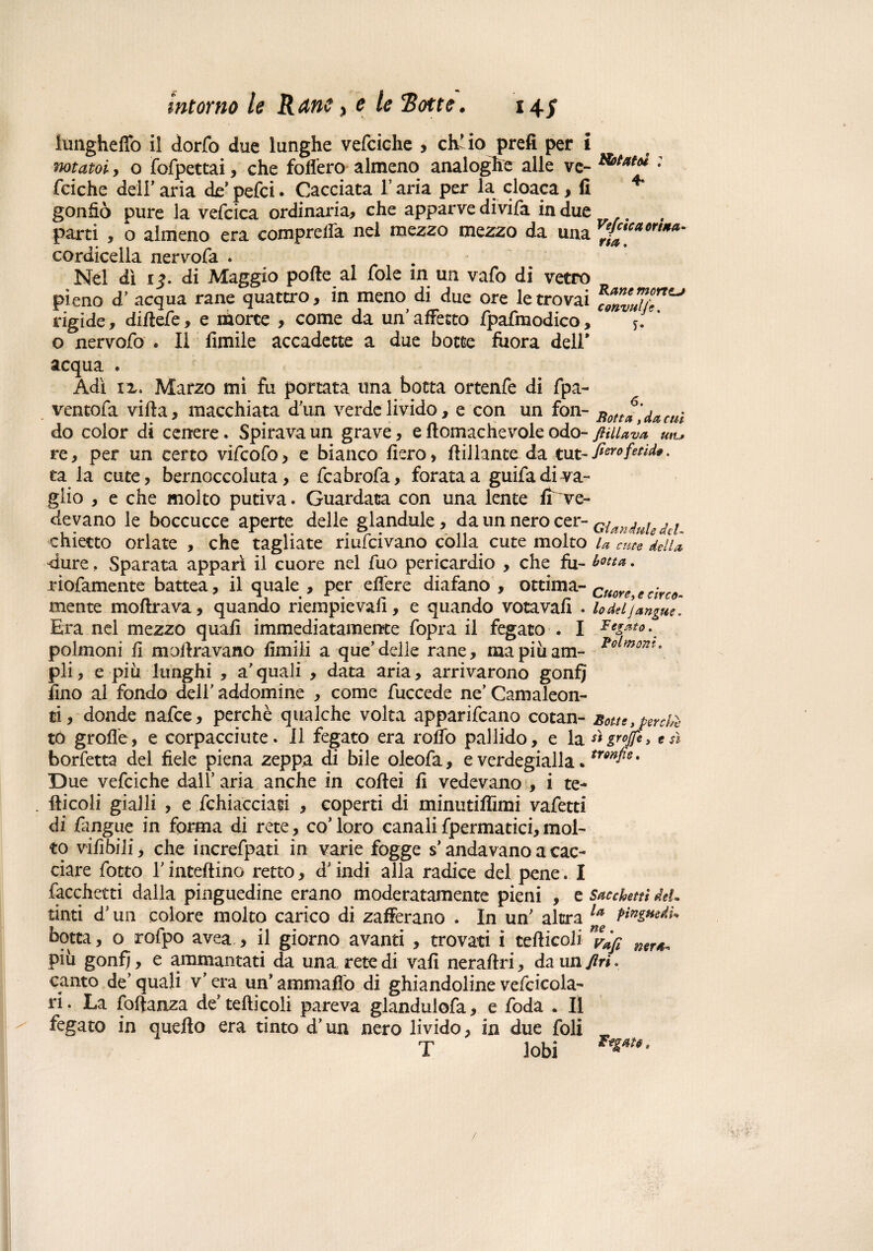 intorno le Rane, e le Rotte. 14/ iungheffò il dorfo due lunghe vefciche , ch’io prefi per i notatoi, o fofpettai, che follerò almeno analoghe alle ve- Piatti '• fciche dell’ aria de’ pefci. Cacciata l’aria per la cloaca, fi 4' gonfiò pure la vefcica ordinaria, che apparve divifa in due parti , o almeno era compresa nel mezzo mezzo da una v£“*er<»*- cordicella nervofa . Nel dì 13. di Maggio polle al fole in un vafo di vetro pieno d’ acqua rane quattro, in menomi due ore le trovai rigide , dirtefe, e morte , come da un'affetto fpafmodico, o nervofo . II fimiie accadette a due botte fuora deir acqua » Adi ix. Marzo mi fu portata una botta ortenfe di fpa- ventofa villa, macchiata dun verde livido, e con un fon- j^0tta' dacuì do color di cenere. Spirava un grave, e flomachevole odo- ftiilav* utLr re, per un certo vifcofo, e bianco fiero, fiillante da tut-fiero fetida. ta la cute, bernoccoluta, e fcabrofa, forata a guifa di va¬ glio , e che molto putiva. Guardata con una lente fi've¬ devano le boccucce aperte delle glandule, da un nero cer- G{anjuie diì chietto orlate , che tagliate riufcivano colla cute molto u eliti deli* dure . Sparata appari il cuore nel fuo pericardio , che fìi- botta, riofamente battea, il quale , per eflere diafano , ottima- r..nva • mente inoltrava, quando riempievau, e quando votavafi . lo del j angue. Era nel mezzo quafi immediatamente fopra il fegato . I Fegato^ polmoni fi mortravano fimili a que’ delle rane, ma piu am- *ol,no7IU pii, e più lunghi , acquali , data aria, arrivarono gonfi fino ai fondo deir addomine , come fuccede ne Camaleon¬ ti, donde nafce, perchè qualche volta apparivano cotan- notte, perchè to grolle, e corpacciute. Il fegato era roflo pallido, e la «groJfe> *sì borfetta del fiele piena zeppa di bile oleofa, e verdegialla. trmfis* Due vefciche dall’ aria anche in cortei rt vedevano , i te- . fticoli gialli , e fchiacciati , coperti di minutiflìmi vafetti di Cangile in forma di rete, co’ loro canali fpermatici, mol¬ to vi Cibili, che increfpati in varie fogge s’andavano a cac¬ ciare fotto T inteftino retto, d' indi alla radice del pene. I Tacchetti dalla pinguedine erano moderatamente pieni , e sacchetti deh tinti d5 un colore molto carico di zafferano . In un' altra 1(1 botta, o rofpo avea., il giorno avanti , trovati i terticoli ny*fi mr*- più gonfi, e ammantati da una rete di vafi neraftri, da un firi. canto de’ quali v’ era un' ammalio di ghiandoline vefcicola- ri. La foftanza de’ terticoli pareva glandulofa, e foda . Il fegato in quefto era tinto d'un nero livido, in due foli T lobi