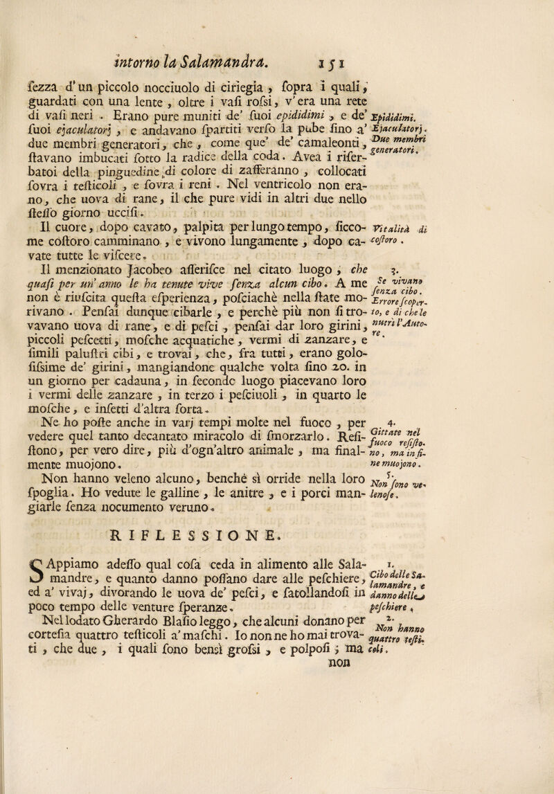 fezza d* un piccolo nocciuolo di ciriegia , fopra i quali, guardati con una lente , oltre i vali rofsi, v* era una rete di vali neri . Erano pure muniti de’ fuoi epididimi e de’ Epididimi. Tuoi eiaculatori , e andavano (partiti verfo la pube lino a* &)*<nl*tor\. due membri generatori , che /come que de’ camaleonti, fiavano imbucati fotto la radice della coda. Avea I rifer- batoi delia pinguedine -di colore di zafferanno , collocati fovra i tefficoli , e fovra i reni . Nel ventricolo non era¬ no, che uova di rane, il che pure vidi in altri due nello Redo giorno ucci fi. . Il cuore, dopo cavato, palpita per lungo tempo, ficco- vitalità di me coftoro camminano , e vivono lungamentedopo ca- . vate tutte le vifeere * II menzionato Jacobeo afièrifee nel citato luogo , che qua fi per un anno le ha tenute vive fenza alcun cibo• A me [eenfvf'v*yf non è riufeita quella efperienza, pofciachè nella fiate mo- Errore feop^ rivano . Penfai dunque cibarle , e perchè più non fitto- to, e di chete vavano uova di rane, e di pelei , penfai dar loro girini, ***** l'amo- piccoli pefeetti, mofche acquatiche, vermi di zanzare, e ** fimili paluftri cibi, e trovai, che, fra tutti, erano golo- fifsime de girini, mangiandone qualche volta fino zo. in un giorno per cadauna, in fecondo luogo piacevano loro i vermi delle zanzare , in terzo i pefciuoli , in quarto le mofche, e infetti d'altra forca - Ne ho polle anche in varj tempi molte nel fuoco , per , 4- vedere quel tanto decantato miracolo di fra orzarlo. Refi- %%a0ter^fn ftono, per vero dire, piu d’ogn altro animale , ma final mence muoiono . nemuopnò. Non hanno veleno alcuno, benché sì orride nella loro fpoglia. Ho vedute le galline , le anitre , e i porci man- lenoje, gì arie fenza nocumento veruno « RIFLESSIONE. SAppiamo adeffo qual cofa ceda in alimento alle Sala- mandre, e quanto danno pollano dare alle pefchiere, Sam ed a' vivaj, divorando le uova de' pefei, e fagliandoli in danno delle, poco tempo delle venture Iperanze. pefchiere * Nel lodato Gherardo Blafìo leggo, che alcuni donano per ^ cortefia quattro tefticoli a' mafchi. Io non ne ho mai trova- quattro tejtl ti , che due , i quali fono bensì grofsi , e polpo!! > ma soli. non