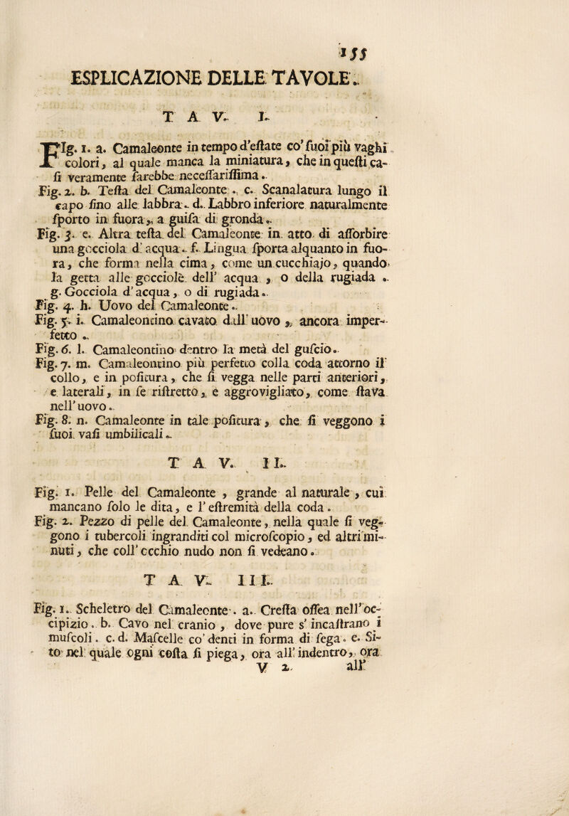 ESPLICAZIONE DELLE TAVOLE . T A v. l FIg. i. a. Camaleonte in tempo d'eflate co’fuoipiii vaghi colori, al quale manca la miniatura, che in quelli ca¬ li veramente farebbe neceifariffima • Fig. a. b. Tella del Camaleonte c. Scanalatura lungo il capo lino alle labbra. d* Labbro inferiore naturalmente fporto in fuora>, a guifa di gronda Fig. e. Altra tefta del Camaleonte in atto di afforbire una gocciola d acqua - f. Lingua fporta alquanto in fiio- ra, che forma nella cima, come un cucchiaio, quando la getta alle gocciole; dell' acqua , o della rugiada .. g. Gocciola d’acqua, o di rugiada*. Fig. 4. h. Uovo del Camaleonte*. Fig. 5. L Camaleontino cavato dall uovo 9ì ancora imper- ; fetco ^ Fig. 6. 1. Camaleontino dentro la metà del gufcio. Fig. 7. m. Camaleontino piu perfetto colla coda attorno il collo, e in politura, che lì vegga nelle parti anteriori, e laterali, in le rilìretto, e aggrovigliato, come flava nell* uovo Fig. 8. n. Camaleonte in tale politura, che fi veggono ì fuoi vah umbilicali - T A. V. IL. Fig* i.- Pelle del Camaleonte , grande al naturale , cui mancano folo le dita, e Y eflremità della coda « Fig. Pezzo di pelle del Camaleonte, nella quale li veg¬ gono i tubercoli ingranditi col microfcopio, ed altri mi¬ nuti, che colfccchio nudo non lì vedeano. *« T A V~ III. Fig. 1. Scheletro del Camaleonte’, a. Creila offeanelToc- cipizio. b. Cavo nel cranio , dove pure s'incaflrano 1 mule oli. c. d. Mafcelle co'denti in forma di fega* e. Si¬ to nel quale ogni colla fi piega, ora all!indentro, ora