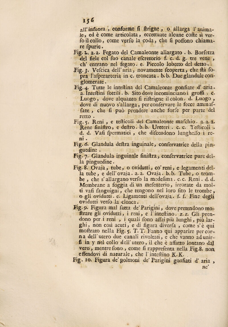 1 $& air infuora , conforme fi ftrigne , o allarga V anima¬ le , ed è come articolata , eccettuate alcune colte sì ver- fo il collo , come verfq la coda ? che fi poflono chiama¬ re fpurie. 4 1 1 Fig. ì, a. a* Fegato del Camaleonte allargato . b. Borfetta del fiele col fuo canale cfcretorio fi c. d. g. tre vene , eh' entrano nel fegato, e. Piccolo lobetto del detto* .• Fig- Vefcica deir aria, novamente feoperta, che ftà fo~ pra rafperarteria in c. troncata. b. b. Due glandule con¬ glomerate . Fig. 4. Tutte le intellina del Camaleonte gonfiate d' aria. a. Inteftini fottili. b. Sito dove incominciano i groffi . c. Luogo, dove alquanto fi riftrigne il colon. d. Luogo , dove di nuovo s'allarga, per confervare le fecce ammaf- fate., che fi può prendere anche forfè per parte del retto . Fig. 5. Reni , e tefiicoli del Camaleonte mafehio. a. a. a. Rene finiflro, e deliro, b.b. Ureteri . c. c. Tefiicoli . d. d. Vali fpermatici , che difeendono lungheiTo ì re¬ ni . Fig.d. Gianduia delira inguinale, confervatrice della pin¬ guedine . Fig. 7. Gianduia- inguinale finillra, confervatrice pure del¬ la pinguedine. Fig.8. Ovaja, tube, o ovidutti, co’reni, e legamentidel- la tube, e dell'ovaja. a.a. Ovaja. b,b. Tube, o trom¬ be , che s’allargano verfo la medefima. c. c. Reni. d. d. Membrane a foggia di un mefenterio, irrorate da mol- ti vali fanguigni, che tengono nel loro lito le trombe, o gli ovidutti. e. Ligamenti dellovaja* f. fi Fine degli > ovidutti verfo la cloaca. Fig.p. Figura mal fatta de'Parigini, dove pretendono ino¬ ltrare gli ovidutti, i reni, e l’duellino. z.z. Gli pren¬ dono per i reni , i quali fono affai più lunghi, più lar¬ ghi, non così acuti, e di figura diverfa , come s’è qui moflrato nella Fig. y. T. T. Fanno qui apparire per cor¬ na dell’utero due canali rivoltati, e che vanno adunir- fi in y nel collo dell'utero, il che è affatto lontano dai vero , mentre fono , come fi rapprefenta nella Fig.8. non effendovi di naturale, che rimedino &.K. Fig . io. Figura de'polmoni de'Parigini gonfiati d’ aria , ne*