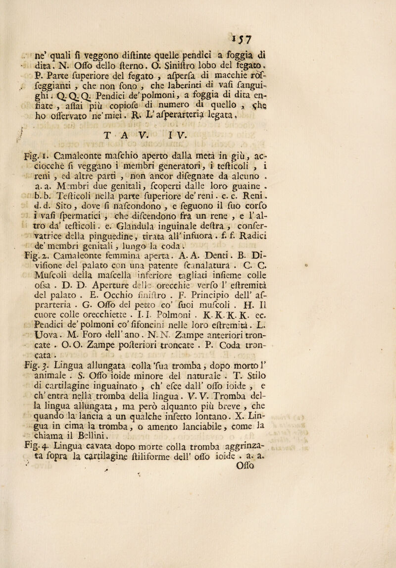 ne’ quali fi veggono diftinte quelle pendici a foggia dì dita. N. Olio dello fterno. O. Siniftro lobo del fegato, P. Parte fuperiore del fegato , afperfa di macchie ròf» feggianti , che non fono , che labirinti di vali fangui- ghi. Q.Q.Q. Pendici de'polmoni , a foggia di dita en¬ fiate , aliai piu copiofe di numero di quello r ^hq ho offemto ne’miei. R« Vafpèrarterict legata, T A y. I V. Fig* i- Camaleonte mafchio aperto dalla metà in giu, ac¬ ciocché fi veggano i membri generatori, i tellicoli , i reni , ed altre parti , non ancor difegnate da alcuno . a. a. Membri due genitali, fcoperti dalle loro guaine . b. b. Tellicoli nella parte fuperiore de* reni. c. c. Reni » d.d. Sito, dove fi nafcondono , e feguono il fuo corfo i vali fpermatici , che difendono fra un rene , e Y al¬ tro da’ tellicoli. e. Gianduia inguinale delira , confer- vatrice della pinguedine, tirata all’infuora . f. f. Radici de’ membri genitali, lun^o la coda . Fig. z. Camaleonte femmina aperta. A. A. Denti. B. Di- vifione del palato con una patente fcanalatura . C. C. Mufcoli della mafcella inferiore tagliati infieme colle ofsa . D. D» Aperture delle orecchie verfo Y ellremità del palato . E. Occhio finiilro . F. Principio dell’ af- prarteria . G. Ofib dei petto co’ Tuoi mufcoli . H. Il cuore colle orecchiette . I. L Polmoni . iCKKIC ec. Pendici de’ polmoni co’ fifoncini nelle loro eftremicà. L. Uova. M. Foro dell’ano. N.N. Zampe anteriori tron¬ cate . O.O. Zampe poileriori troncate . P. Coda tron¬ cata . Fig. jf. Lingua allungata colla Tua tromba, dopo morto P animale . S. Ofib ioide minore del naturale . T. Stilo di cartilagine inguainato , eh’ efee dall’ ofib ioide , e eh’ entra nella tromba della lingua. V. V. Tromba del¬ la lingua allungata, ma però alquanto più breve , che quando la lancia a un qualche infetto lontano. X. Lin¬ gua in cima la tromba, o amento lanciabile, come la chiama il Bellini. Fig. 4. Lingua cavata dopo morte colla tromba aggrinza- ; ta fopra la cartilagine filiforme dell’ olio ioide ♦ a. a, Ofib