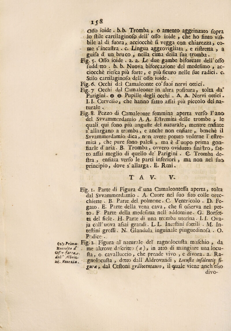 (?a yTrim»: Raccolta et Qfrr fatteti dall1 Mbriz,- m „ yen e zi a 0 UfS Otto ioide . b.b. Tromba t o amento aggrinzato fopra lo Itile cartilaginofp dell’ offo ioide , che ho finto vili- bile al di fuora, acciocché fi vegga eoa chiarezza, co¬ me s’incaltra . c. Lingua aggrovigliata , e ri (trecca , a guifa d' un bruco s nella cima della Tua tromba* fig- 5., Offo ioide * a. a. Le due gambe biforcate dell’ olio fuddrtto « b. b. Nuova biforcazione del medeiimo , ac- ciocché riefeapiù forte, e piùficuro nelle fue radici. c. Stilo cardlaginpfo dell' offo ioide « Fig. b. Occhi del Camaleonte co* fuoi nervi ottici. Fig. 7 Occhi del Camaleonte in altra politura , colta da’ Parigini. © ©. Pupille degli occhi « A. A. Nervi ottici» 1.1. Cervello, che hanno fatto affai più piccola del na¬ turale ... Fig- 8. Pezzo di Camaleonte femmina aperta verfo F ano del Svvammerdamio A. A. Eflremità delle trombe , le quali qui fono più angufte del naturale> mentre enfiate s, allargano a tromba, e anche non enfiate , benché il Svvammerdamio dica , non avere potuto vederne F eftre- mità , che pure fono palefi ma è d'uopo prima gon¬ fiarle d’aria. B. Tromba, ovvero ovidutto liniero, fat¬ to affai meglio di quello de‘ Parigini . G. Tromba de¬ lira enfiata verfo le parti inferiori 3 ma non nel fua principio , dove s’allarga. E* Reni « T A V* V. E%. 1. Parte di Figura d’una Camaleonteffa aperta, tolta dal Svvammerdamio . A. Cuore nel fuo fico colle orec¬ chiette . B. Farce del polmone. G Ventricolo D. Fe¬ gato . E. Parte della vena cava, che fi ofserva nel pet¬ to. F Parte della, medefima nell addomi ne. G. Borfet- ta del fide. IL Parte di una tromba uterina* LI. Ova¬ ia colf uova afsai grandi. L L. IncelimiCottili . AL In- teffini groffG N. Gianduia, inguinale pìnguedinofa . 0« Podice Fig. x .; Figura al naturale dd ragno!ocuila mafehio ,, da - me altrove ddcritto:( a ) , in atto di mangiare una locu¬ li a , o cavalluccio , che prende vivo , e divora, a. Ra- gnolócufla , detto dall Aldrovandi , Locufia infoientis fi- gur& j dal Ceffoni; gnllocentauro, il quale viene anch’efso divo-