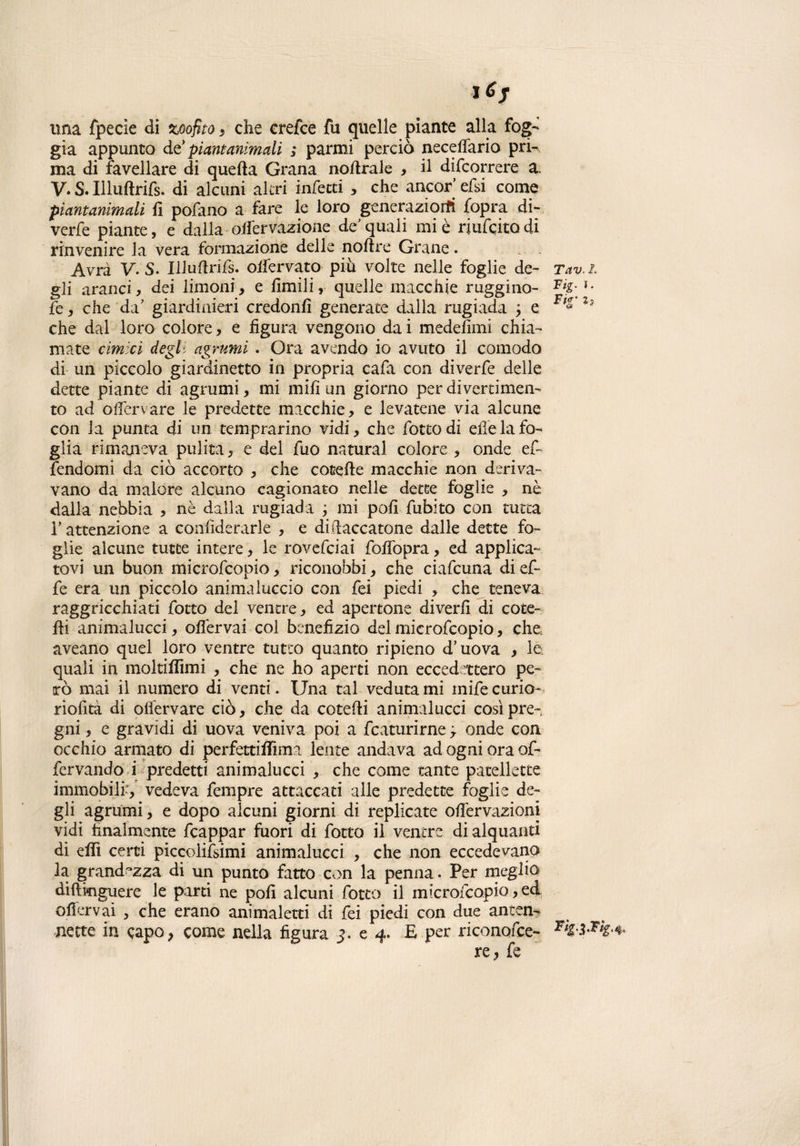 una fpecìe di zoofito , che crefce fu quelle piante alla fog¬ gia appunto à€ pian animali ; panni perciò necefiario pri¬ ma di favellare di quefta Grana nofirale , il difcorrere a. V. S. Illuftrifs. di alcuni altri infetti , che ancor’ efsi come piantanimali fi pofano a fare le loro generaziorfi {opra di- verfe piante, e dalla-■ offervazione de’quali mie riufcitodi rinvenire la vera formazione delle noftre Grane. Avrà V. S. Illuftrifs. oifervato più volte nelle foglie de- Tav.i gli aranci, dei limoni, e limili, quelle macchie raggino- u fe, che da’ giardinieri credonfi generate dalla rugiada y e l- che dal loro colore, e figura vengono dai medefimi chia¬ mate cimici degli agrumi . Ora avendo io avuto il comodo di un piccolo giardinetto in propria cafa con diverfe delle dette piante di agrumi, mi mifi un giorno per divertimen¬ to ad oftervare le predette macchie, e levatene via alcune con la punta di un temprarino vidi, che fiotto di elle la fo¬ glia rimaneva pulita, e del fiuo naturai colore , onde efi- fendomi da ciò accorto , che cotefie macchie non deriva¬ vano da malore alcuno cagionato nelle dette foglie , nè dalla nebbia , nè dalla rugiada ; mi pofi fiubito con tutta r attenzione a confiderarle , e difiaccatone dalle dette fo¬ glie alcune tutte intere, le roveficiai fofiòpra, ed applica¬ tovi un buon microficopio, riconobbi, che ciaficuna di ef¬ fe era un piccolo ammalacelo con fei piedi , che teneva raggricchiati fiotto del ventre, ed apertone diverfi di cote- fii animalucci, ofiervai col benefizio del microficopio, che aveano quel loro ventre tutto quanto ripieno d’uova , le quali in moltifiìmi , che ne ho aperti non eccedettero pe¬ rò mai il numero di venti. Una tal vedutami mife curio- riofità di olfervare ciò, che da cotefti animalucci così pre¬ gni , e gravidi di uova veniva poi a fcaturirne ; onde con occhio armato di perfettiffima lente andava ad ogni ora of- fervando i predetti animalucci , che come tante patellette immobili', vedeva Tempre attaccati alle predette foglie de¬ gli agrumi, e dopo alcuni giorni di replicate ofiervazioni vidi finalmente ficappar fuori di fotte il ventre di alquanti di efii certi piccolissimi animalucci , che non eccedevano la grandezza di un punto fatto con la penna. Per meglio diftmguere le parti ne pofi alcuni fiotto il microficopio, ed ofiervai , che erano animaletti di fei piedi con due antem nette in capo, come nella figura 5. e 4. E per riconofce- re, fe