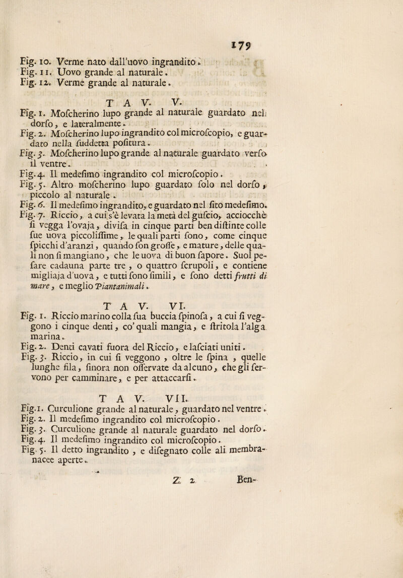 Fig. io. Verme nato dall'uovo ingrandito i Fig. ii. Uovo grande al naturale» Fig. iZe Verme grande al naturale» T A V» V» Fig. i. Mofcherino lupo grande al naturale guardato nell dorfo, e lateralmente. Fig. 2, Mofcherino lupo ingrandito col microfcopio, e guar¬ dato nella fuddetta politura. Fig.^. Mofcherino lupo grande al naturale guardato verfo il ventre. * Fig.4. IL medefimo ingrandito col microfcopio. Fig. 5. Altro mofcherino lupo guardato folo nel dorfo #v piccolo al naturale Fig. 6. Il medefimo ingrandito, e guardato nel ileo medefimo* Fig. 7. Riccio ,, a cui se levata la metà del gufeio, acciocché li vegga lovaja, divifa in cinque parti bendiftintecolle fue uova piccoliflime, le quali parti fono, come cinque fpicchi d aranzi, quando fon grolfe, e mature, delle qua-» li non li mangiano, che le uova di buon fapore. Suol pe- fare cadauna parte tre , o quattro fcrupoli, e contiene migliaia d uova, e tutti fono limili, e fono detti frutti dì mare, e meglio Vlantanimali » T A V. VI. Fig. 1. Riccio marino colla fua buccia fpinofa, a cui fi veg¬ gono i cinque denti, co’quali mangia, e Uritolal'alga marina. Fig. 2. Denti cavati fuora del Riccio, e lafciati uniti. Fig.3. Riccio, in cui li veggono , oltre le fpina , quelle lunghe fila, finora non offervate da alcuno, che gli fer¬ vono per camminare, e per attaccarli ». T A V. VII- Fig.i. Cureulione grande al naturale, guardato nel ventre » Fig. 2. Il medefimo ingrandito col microfcopio. Fig. 3. Cureulione grande al naturale guardato nel dorfo * Fig. 4. Il medefimo ingrandito col microfcopio » Fig, 5. Il detto ingrandito , e difegnato colle ali membra¬ nacee aperte Z, 2. Ben-