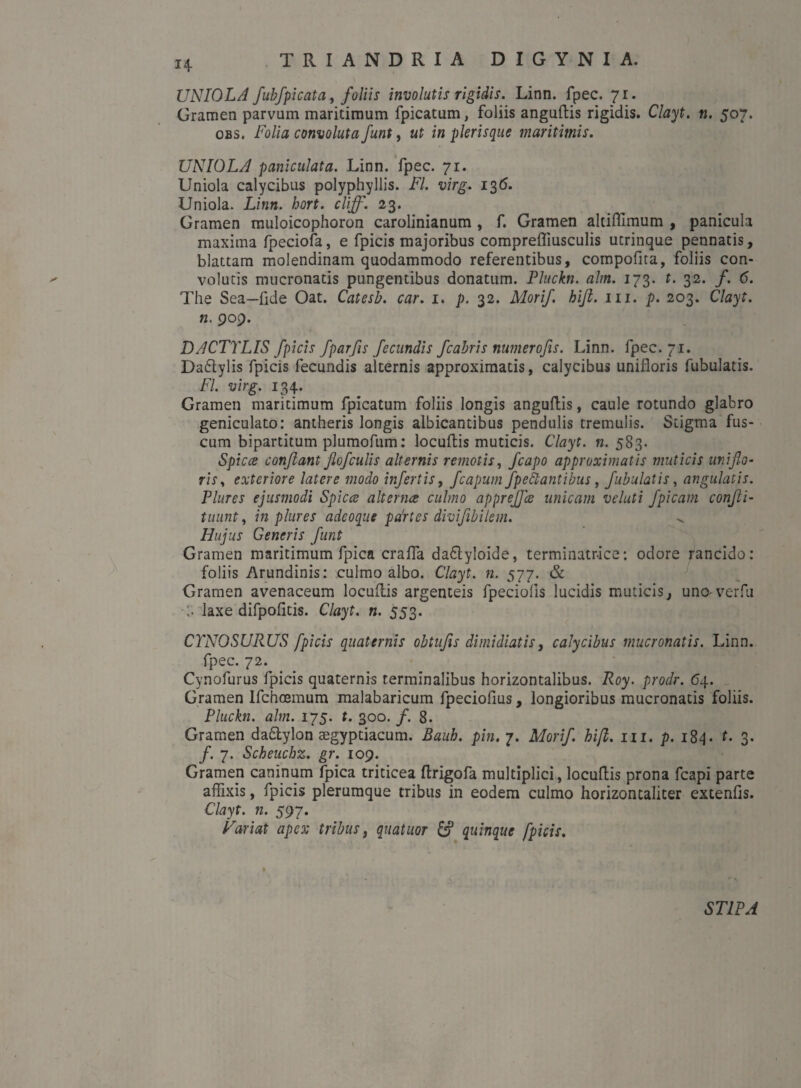 UNIOLA fubfpicata, foliis involutis rigidis. Linn. fpec. 71. Gramen parvum maritimum fpicatum, foliis anguftis rigidis. Clayt. n. 507. obs. Folia convoluta funt, ut in pleris que maritimis. UNIOLA paniculata. Linn. fpec. 71. Uniola calycibus polyphyllis. FI. virg. 136. Uniola. Linn. hort. cliff. 23. Gramen muloicophoron carolinianum , f. Gramen altiftimum , panicula maxima fpeciofa, e fpicis majoribus comprefliusculis ucrinque pennatis, blattam molendinam quodammodo referentibus, compofita, foliis con¬ volutis mucronatis pungentibus donatum. Pluckn. alm. 173. t. 32. /. 6. The Sea—fide Oat. Catesb. car. 1. p. 32. Morif. bifi. m. p. 203. Clayt. n. 909. DACTYLIS fpicis fparfis fecundis fcabris numerofis. Linn. fpec. 71. Dadlylis fpicis fecundis alternis approximatis, calycibus unifloris fubulatis. FI. virg. 134. Gramen maritimum fpicatum foliis longis anguftis, caule rotundo glabro geniculato: antheris longis albicantibus pendulis tremulis. Stigma fus¬ cum bipartitum plumofum: locuftis muticis. Clayt. n. 583. Spicee conflant flofculis alternis remotis, fcapo approximatis muticis unifio- riSy exteriore latere modo infertis, fcapum fpehantibus, fubulatis, angulatis. Plures ejusmodi Spicee alterna culmo appreffe unicam veluti fpicam confli- tuunt, in plures adeoque partes divifibilem. Hujus Generis funt Gramen maritimum fpica crafta da&yloide, terminatr-ice: odore rancido: foliis Arundinis: culmo albo. Clayt. n. 577. & Gramen avenaceum locuftis argenteis fpeciolis lucidis muticis, uno- ver fu laxe difpofitis. Clayt. n. 553. CYNOSURUS fpicis quaternis obtufis dimidiatis, calycibus mucronatis. Linn. fpec. 72. Cynofurus fpicis quaternis terminalibus horizontalibus. Roy. prodr. 64. Gramen lfchoemum malabaricum fpeciofius, longioribus mucronatis foliis. Pluckn. alm. 175. t. 300. f. 8. Gramen da&ylon segyptiacum. Baub. pin, 7. Morif. hifl. m. p. 184. t. 3. f. 7. Scheuchz. gr. 109. Gramen caninum fpica triticea ftrigofa multiplici, locuftis prona fcapi parte affixis, fpicis plerumque tribus in eodem culmo horizontaliter excenfis. Clayt. n. 597. Variat apex tribus, quatitor quinque fpicis. STIPA